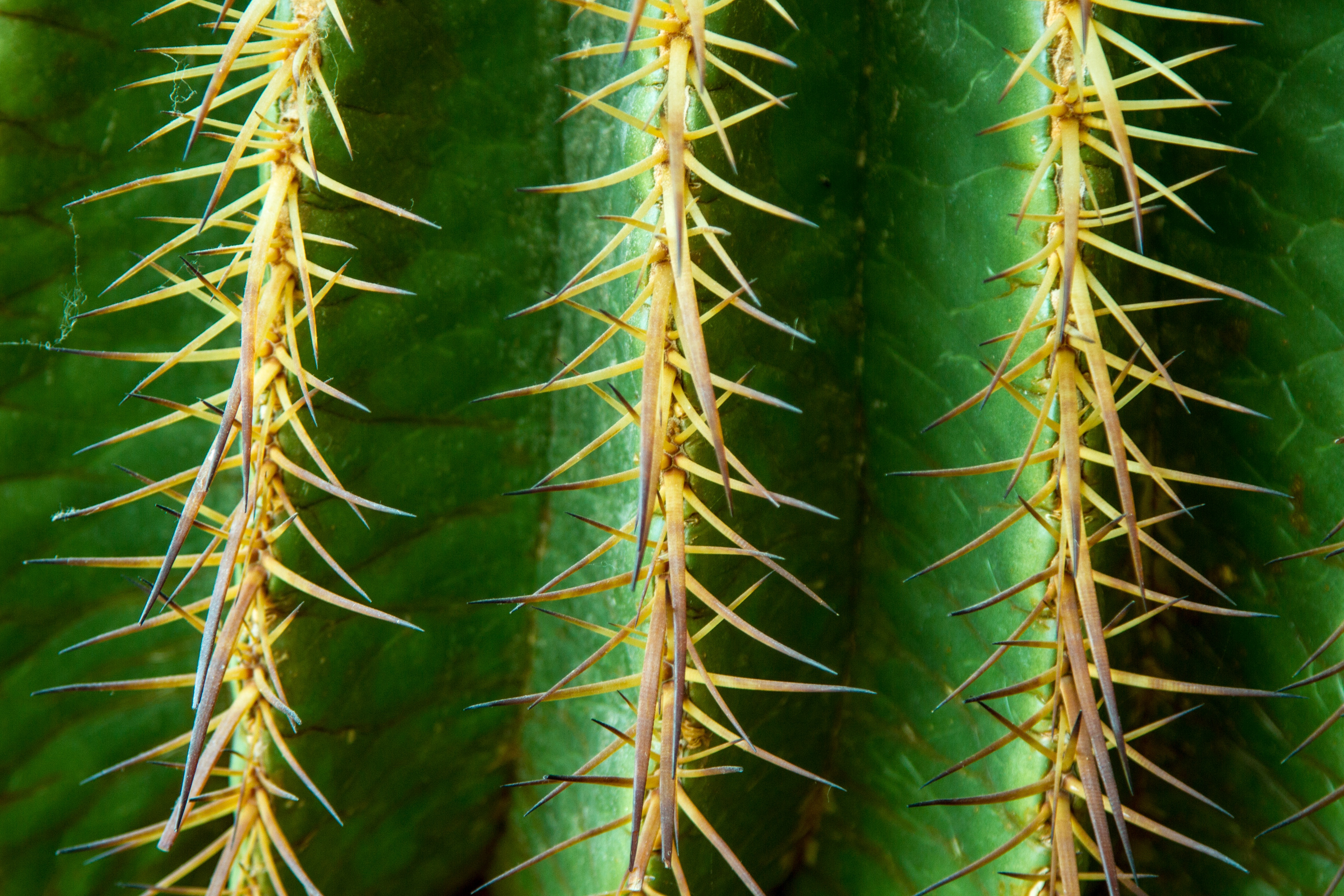 53570 Bildschirmschoner und Hintergrundbilder Kaktus auf Ihrem Telefon. Laden Sie blume, makro, kaktus, dornen, stacheln Bilder kostenlos herunter