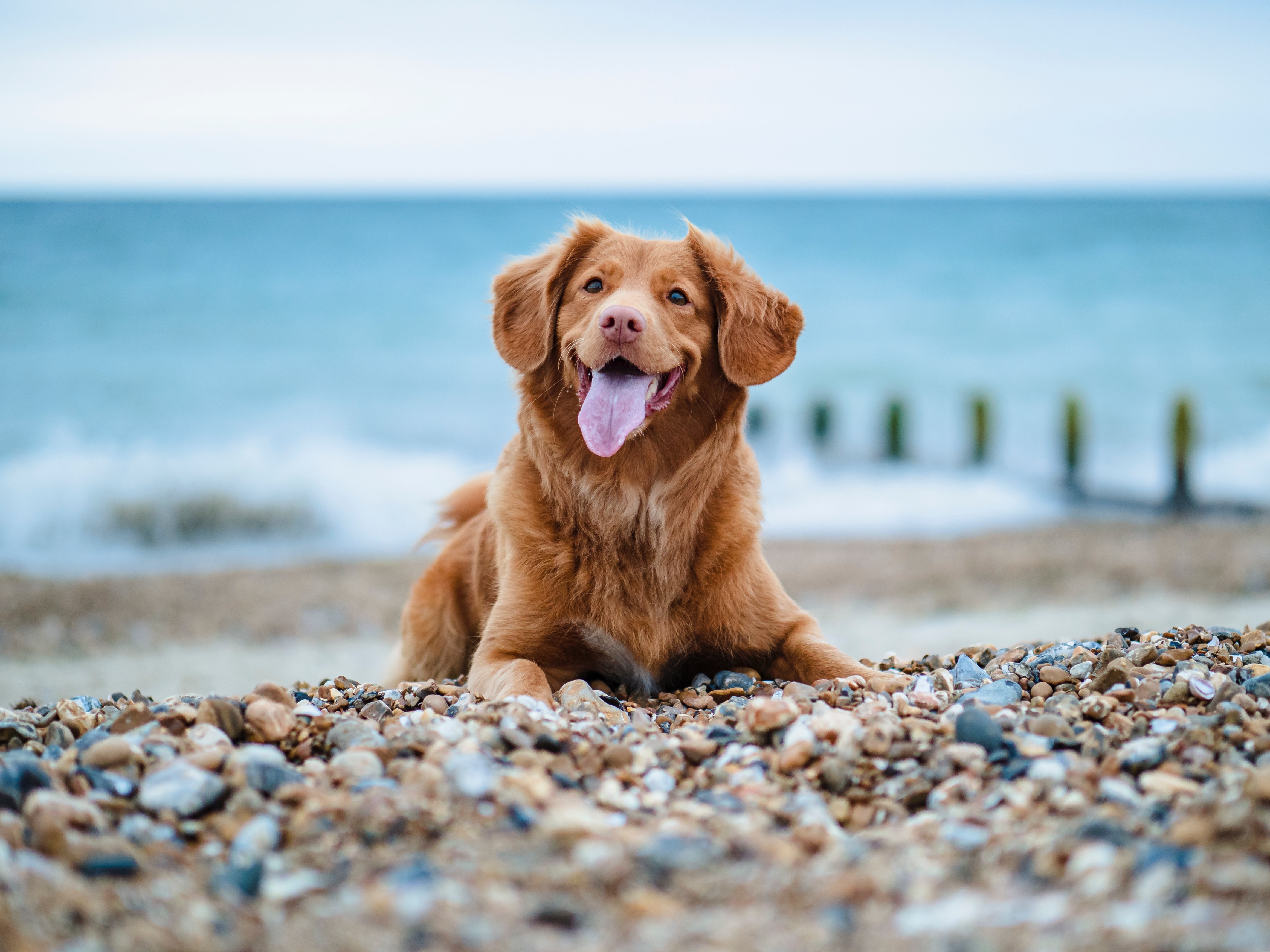 Cool Backgrounds dog, retriever, tongue stuck out, protruding tongue Pebble