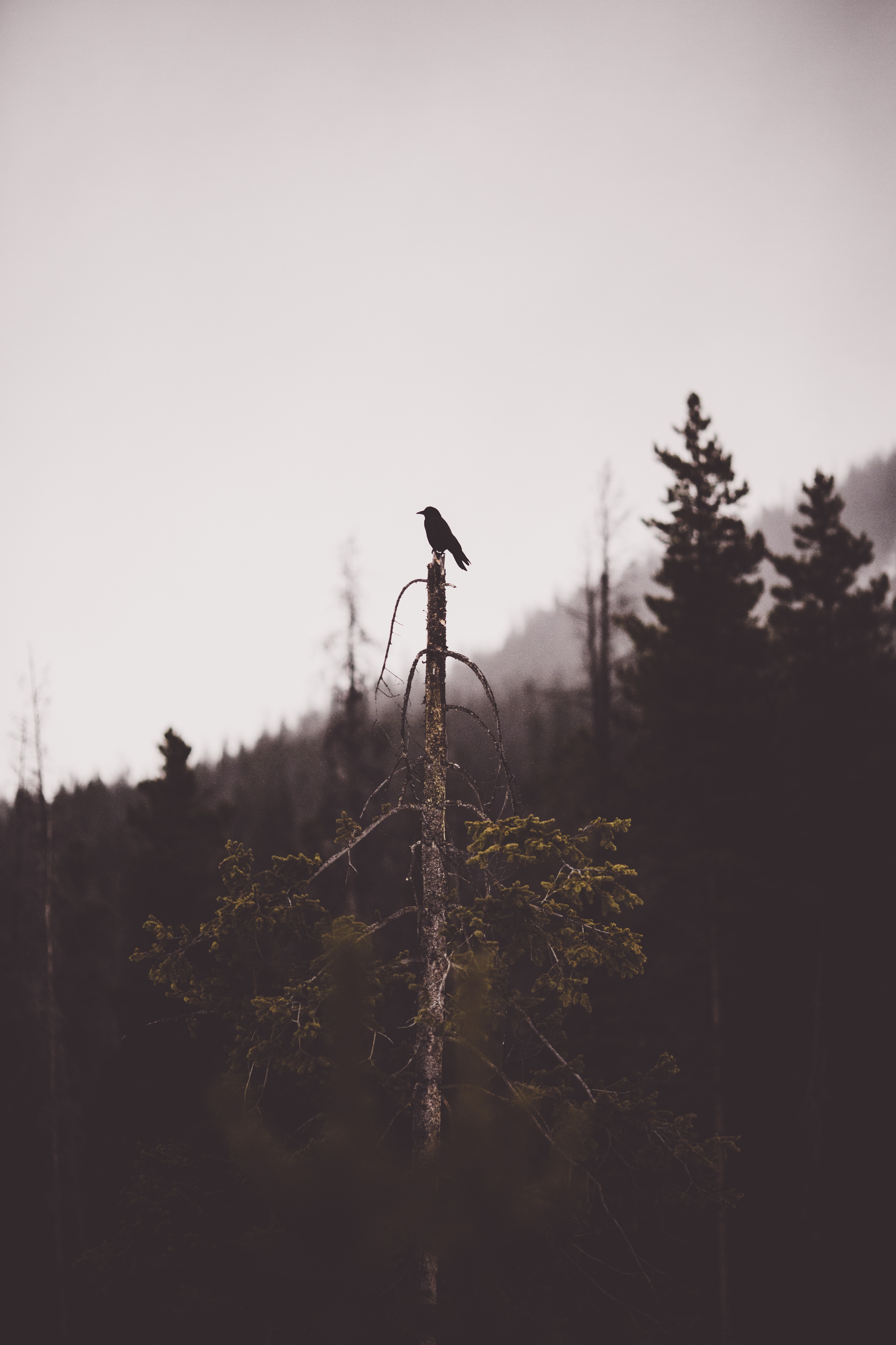 bird, lonely, broken, gloomy Alone HD Android Wallpapers