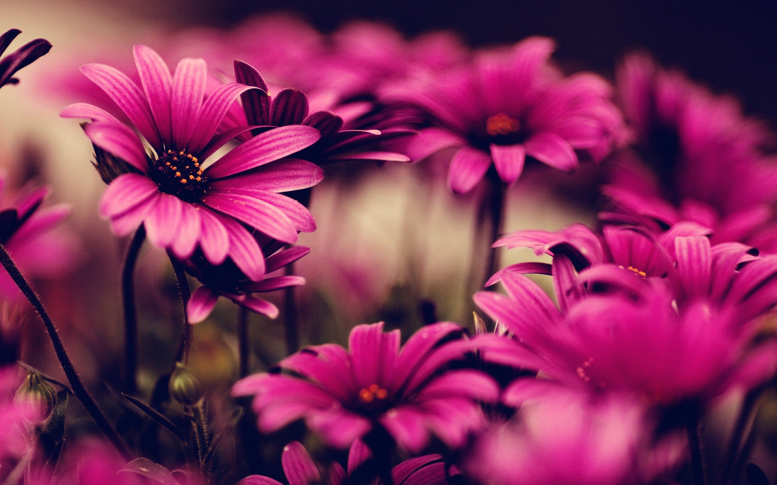 HD desktop wallpaper: Earth, Spring, Daisy, African Daisy, Purple Flower  download free picture #619921