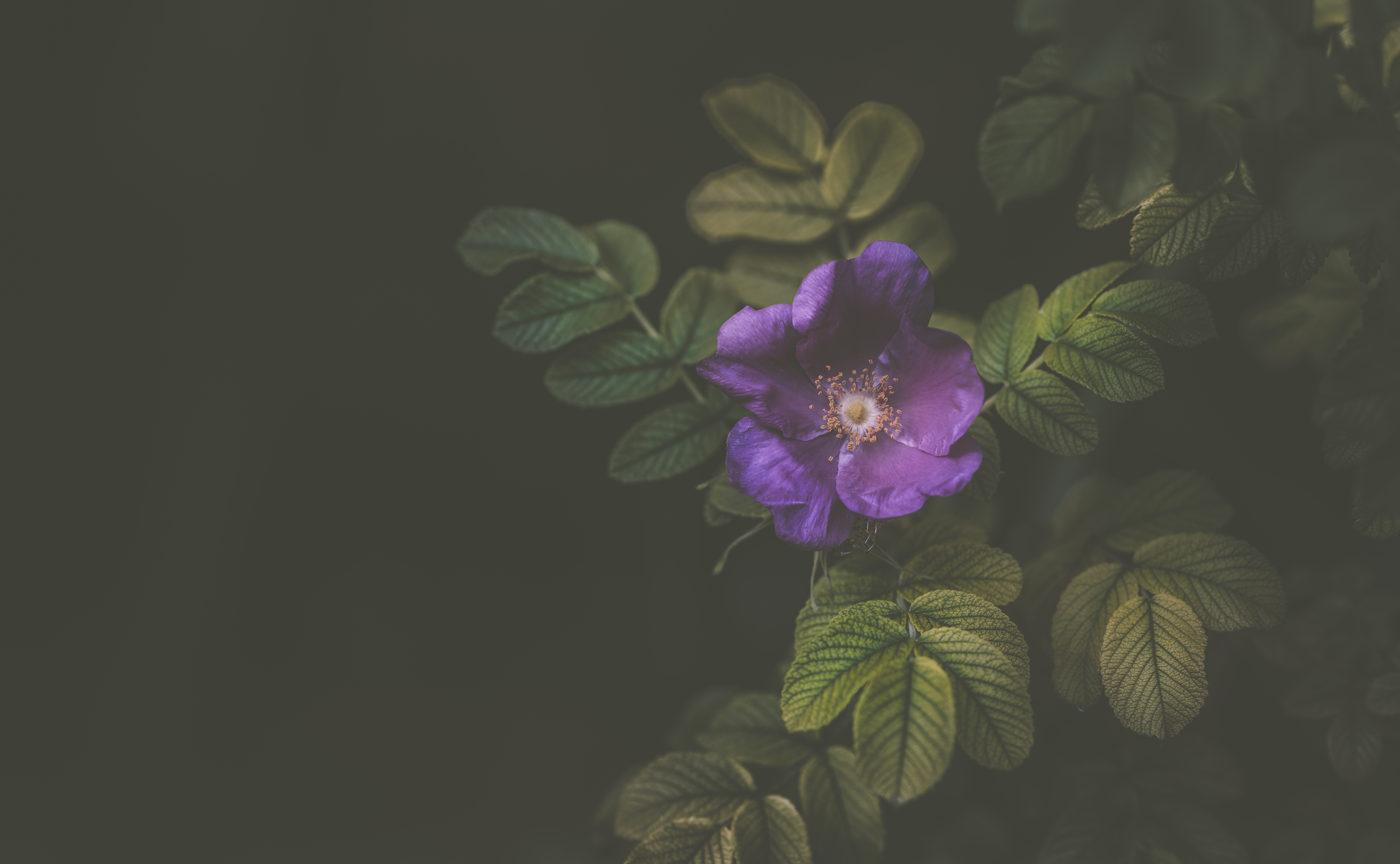 violet, dark, bush, flower, purple iphone wallpaper