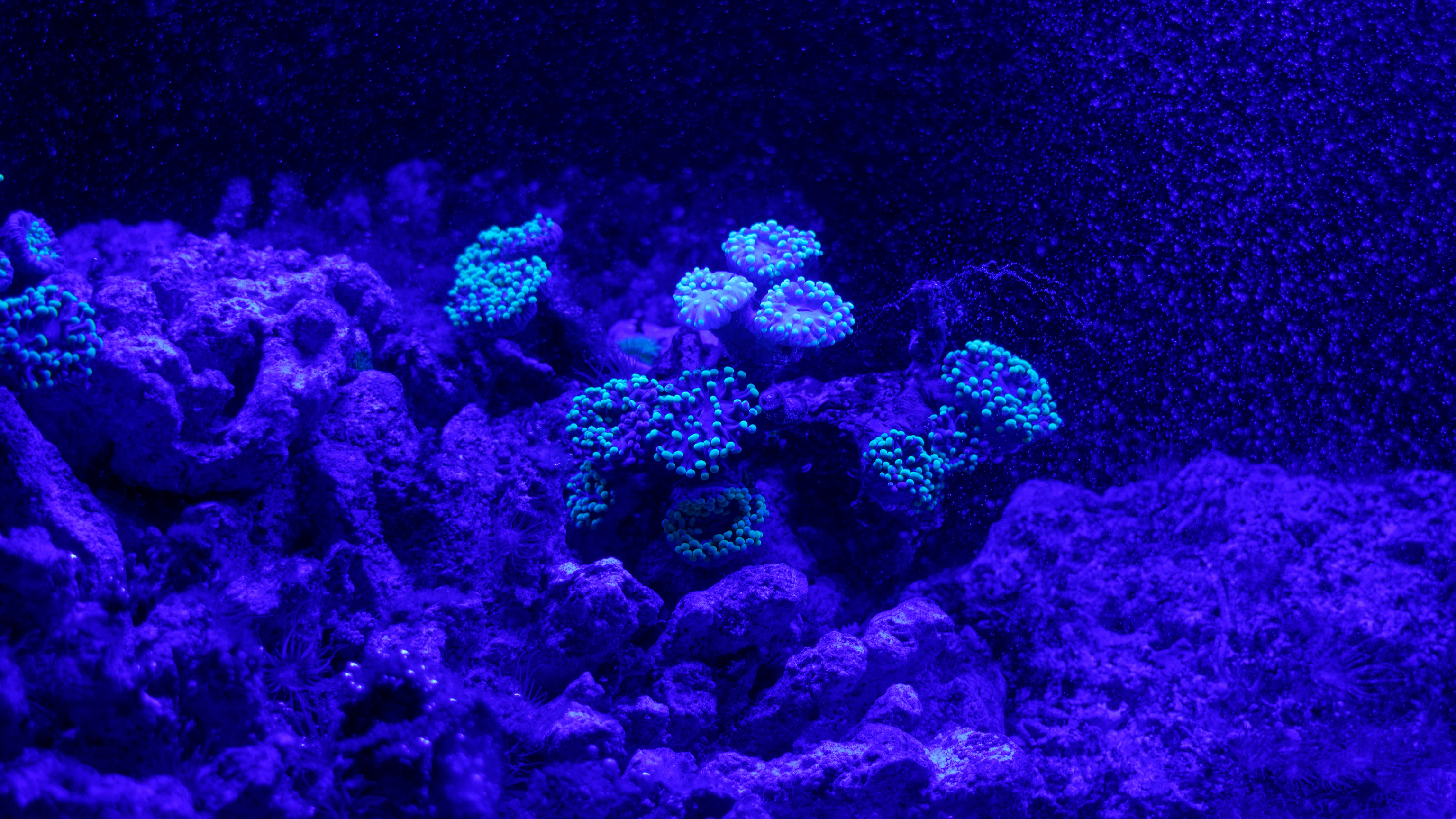 111363 Hintergrundbilder und Reef Bilder auf dem Desktop. Laden Sie koralle, unterwasserwelt, riff, maritim Bildschirmschoner kostenlos auf den PC herunter