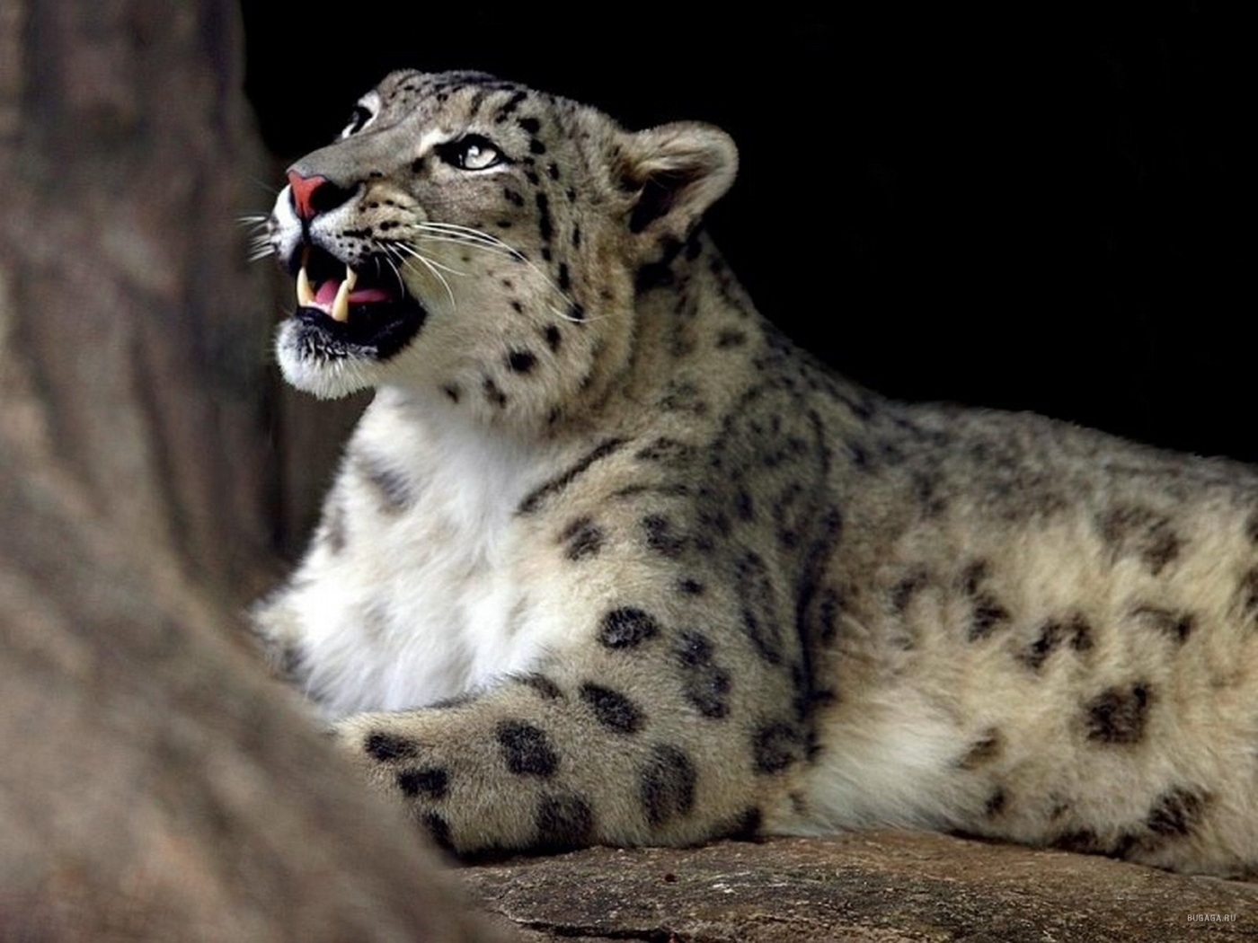 27790 Bild herunterladen tiere, schneeleopard - Hintergrundbilder und Bildschirmschoner kostenlos
