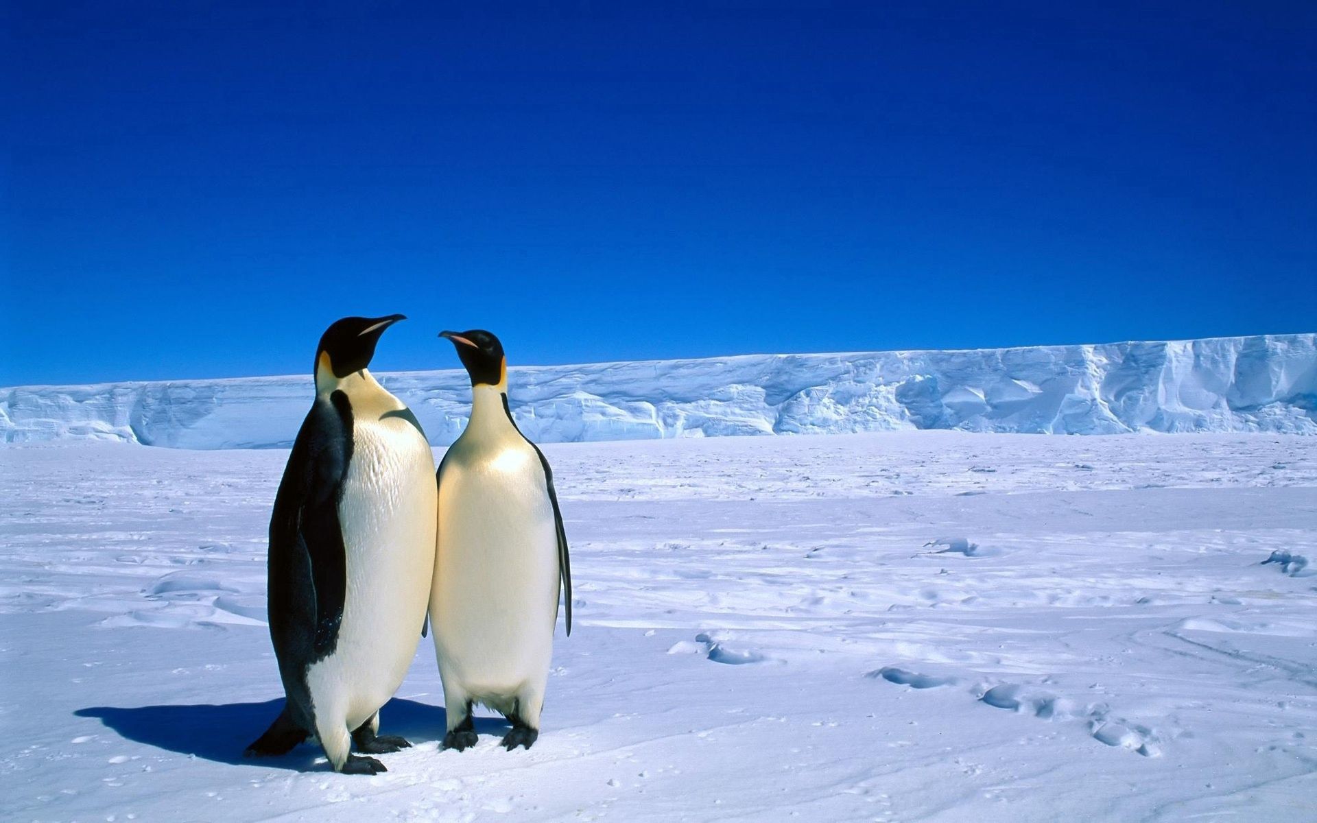 ice, animals, winter, pinguins, snow, couple, pair, antarctica QHD