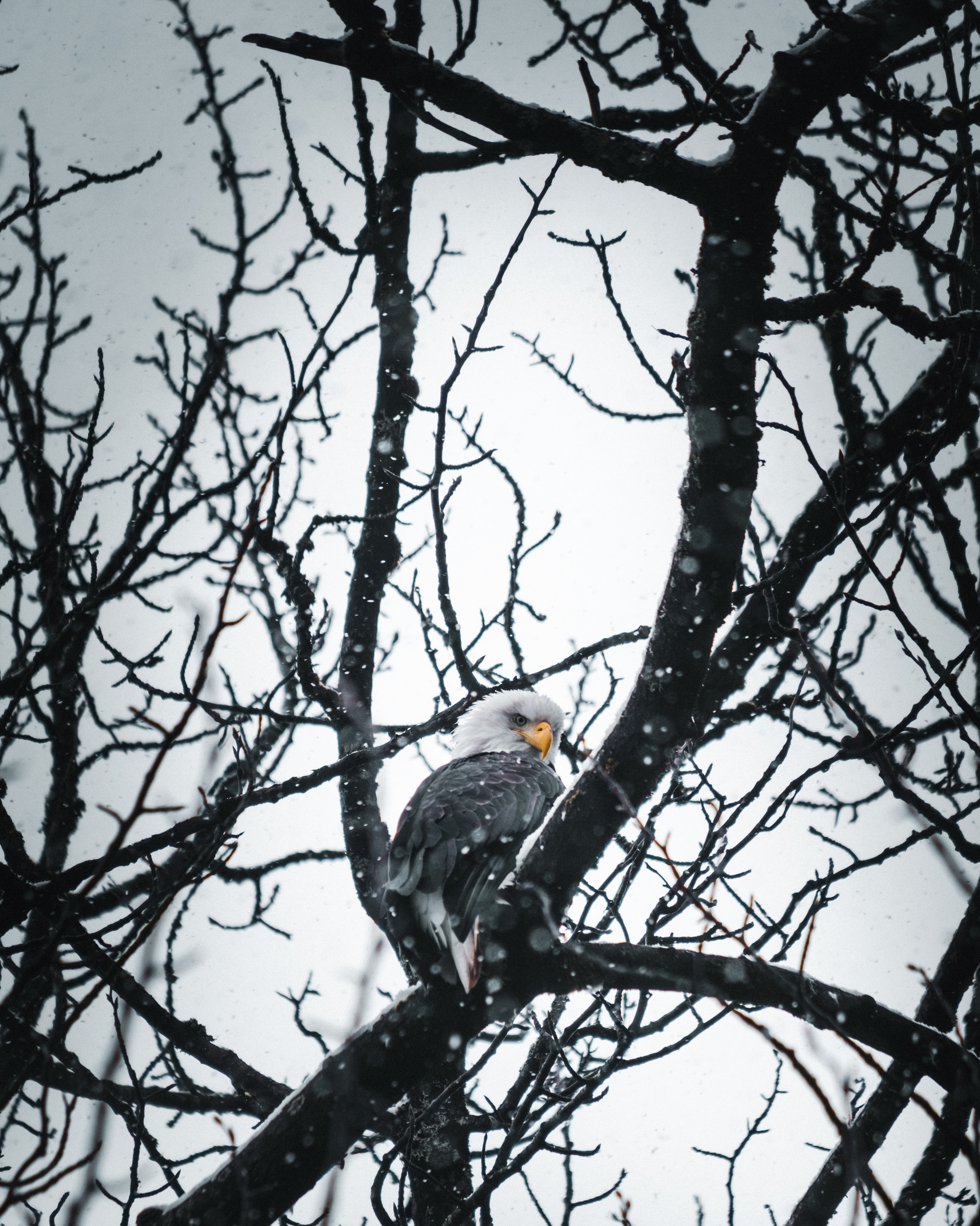 eagle, animals, snow, bird, wood, tree, branches cellphone
