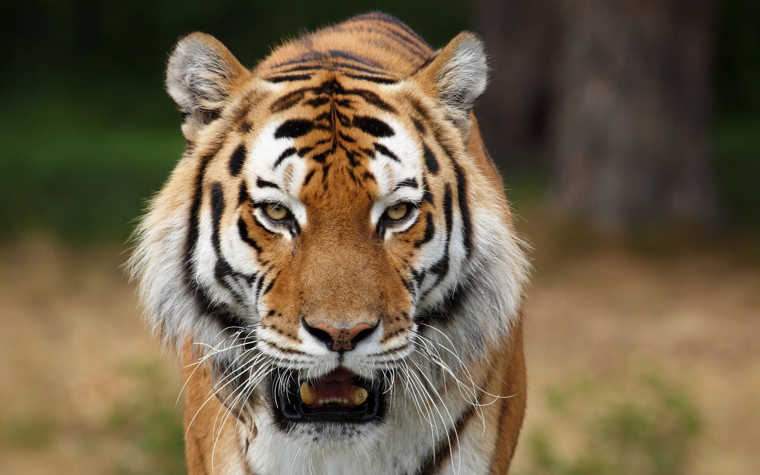 tiger, animals, striped, predator, big cat