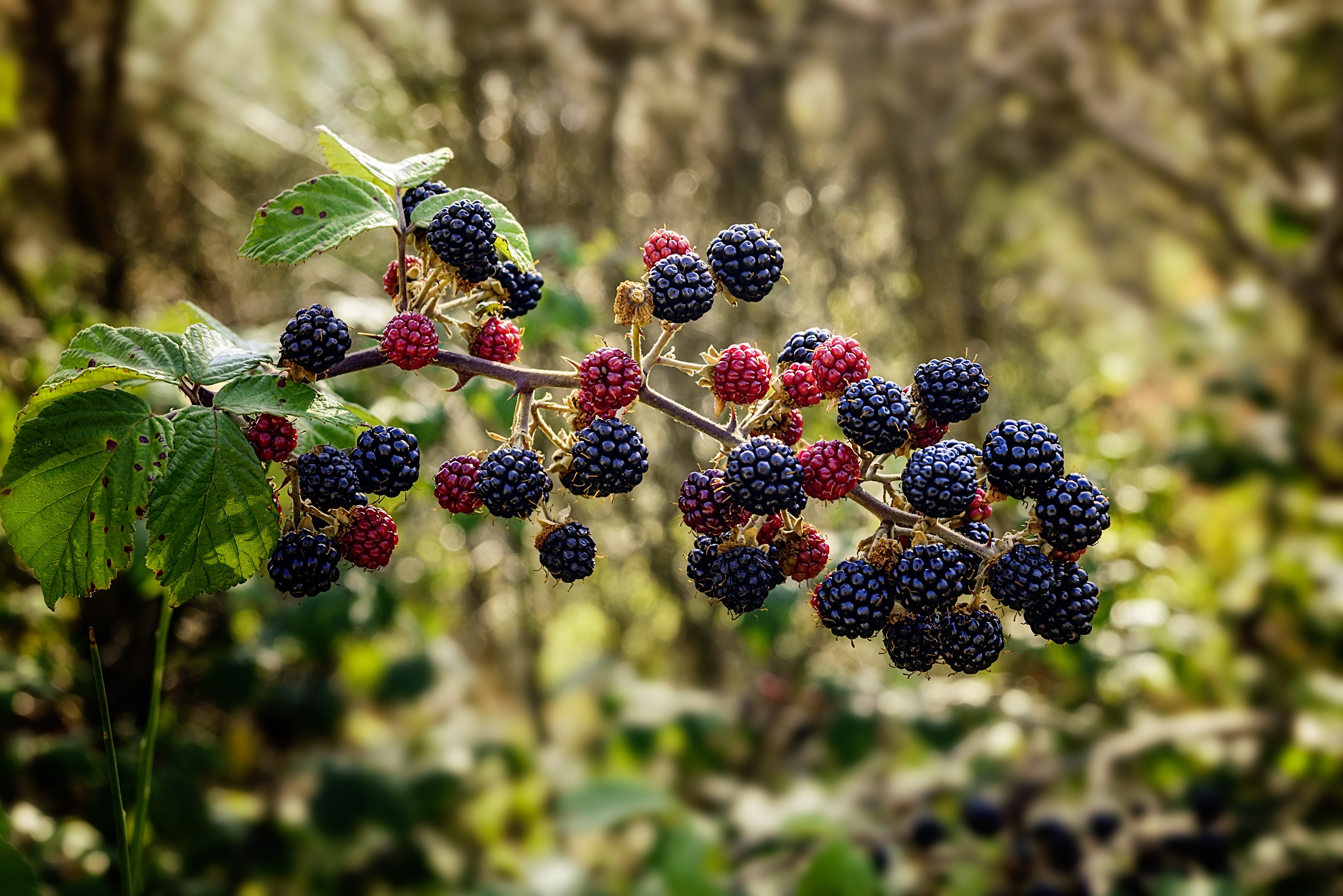 Download mobile wallpaper Food, Raspberry, Berries, Blackberry, Branch for free.