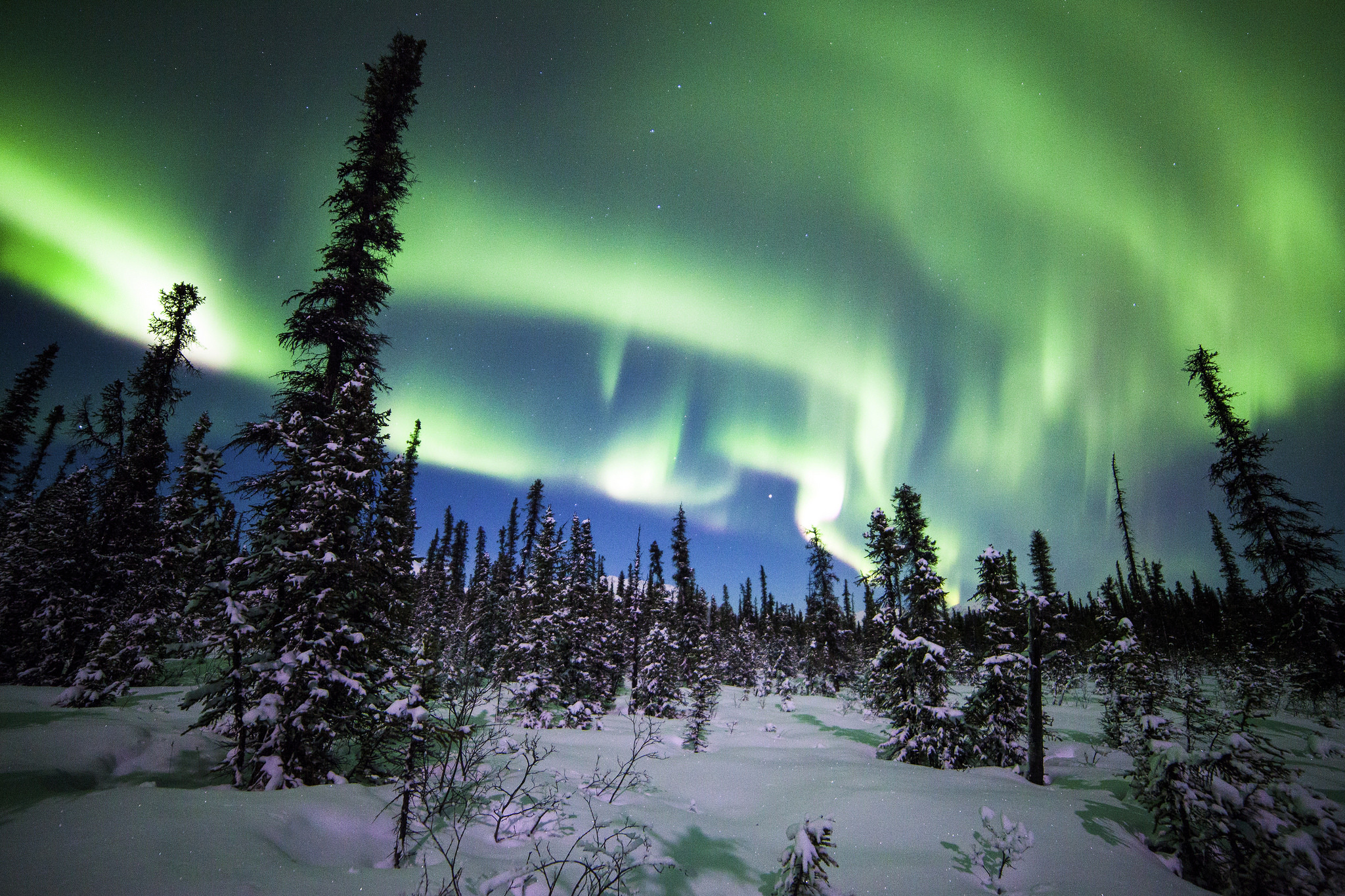 earth, aurora borealis, alaska, denali national park, forest, snow, spruce, winter High Definition image