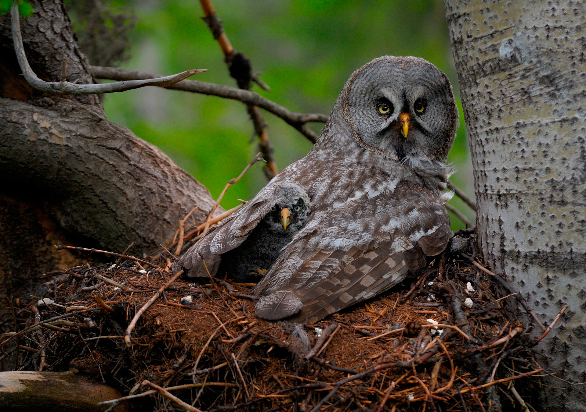 animals, owl, young, predator, wings, joey, great gray owl, chick, nestling phone background