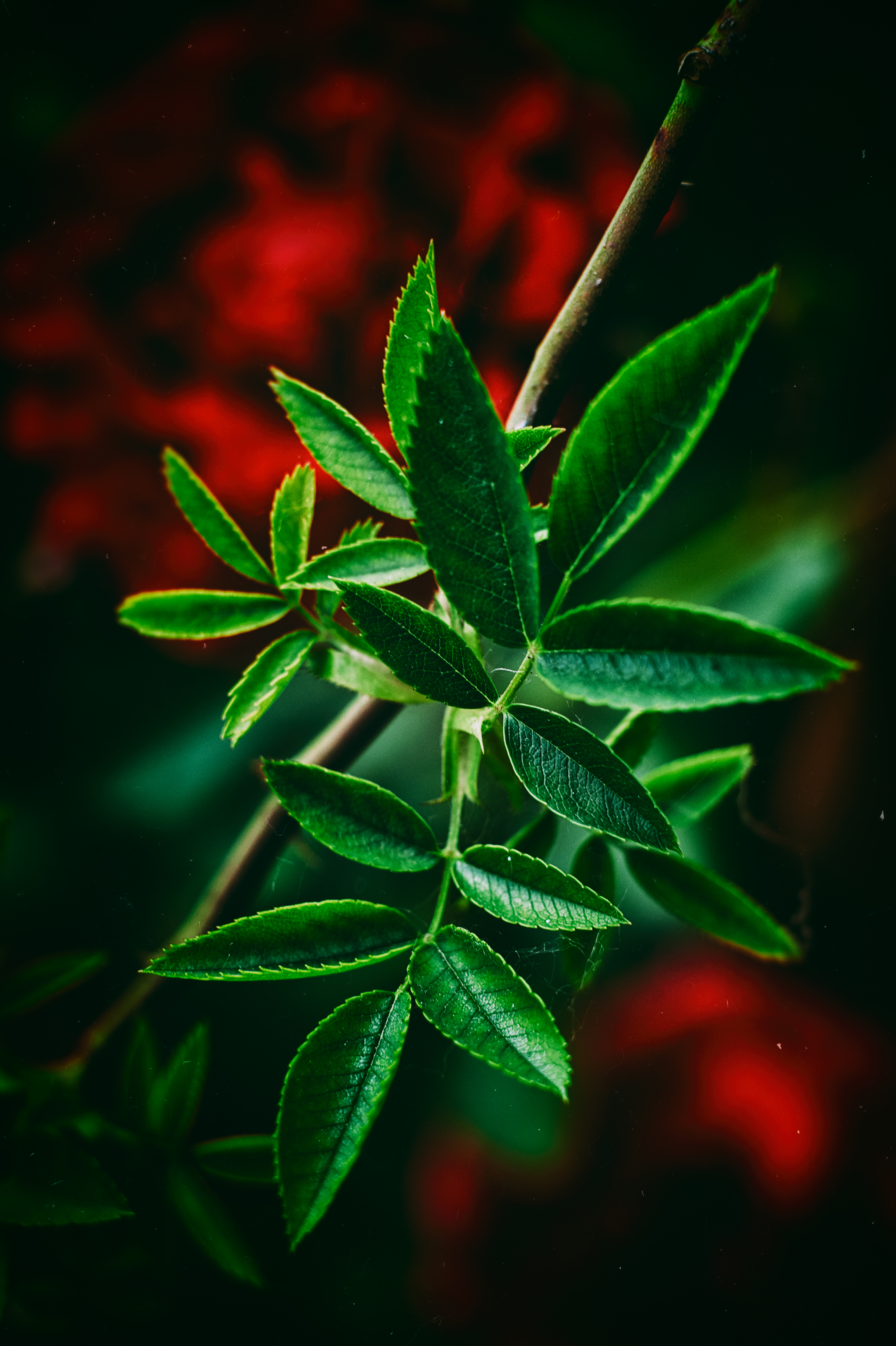 macro, leaves, smooth, blur, green, close up HD wallpaper