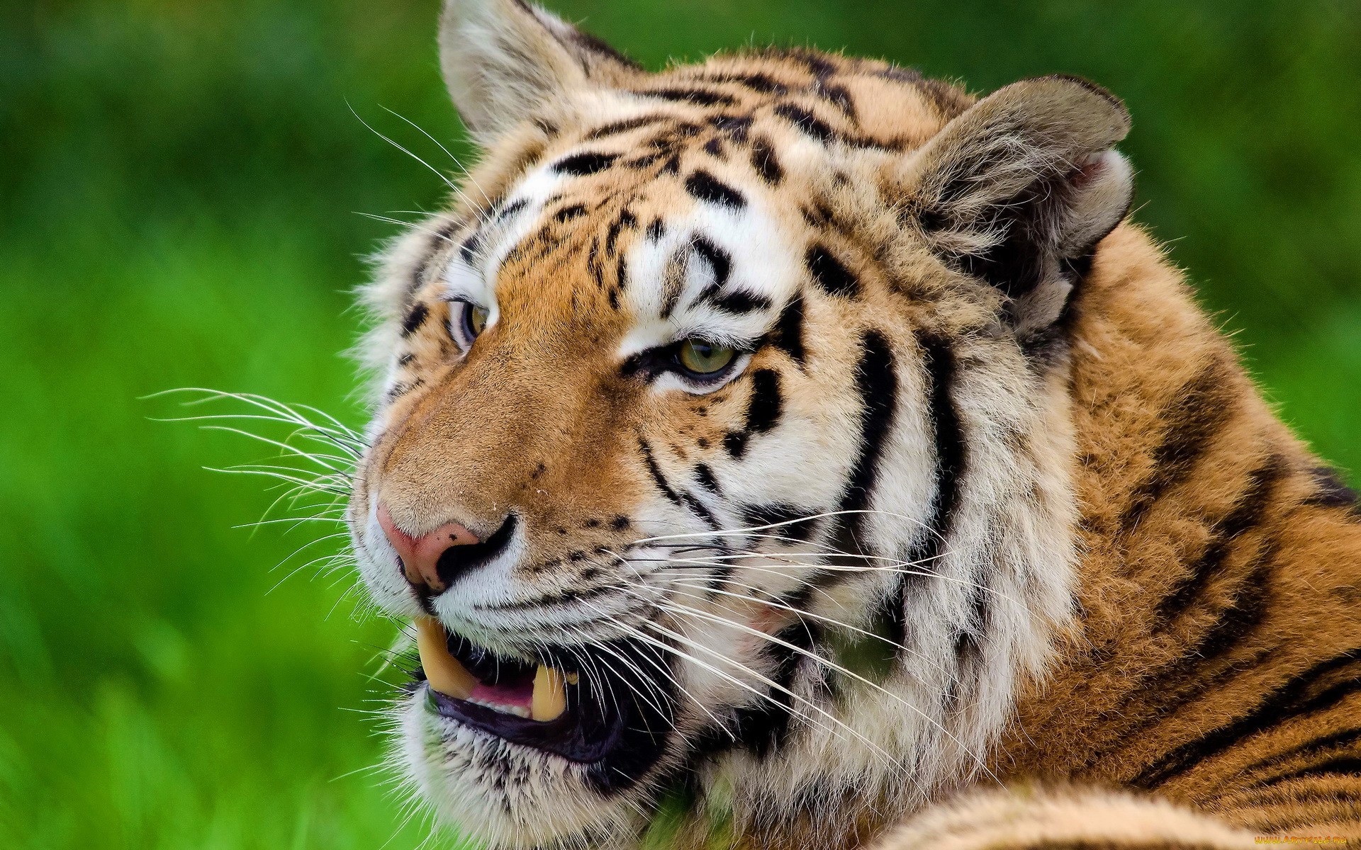 tigers, animals for android