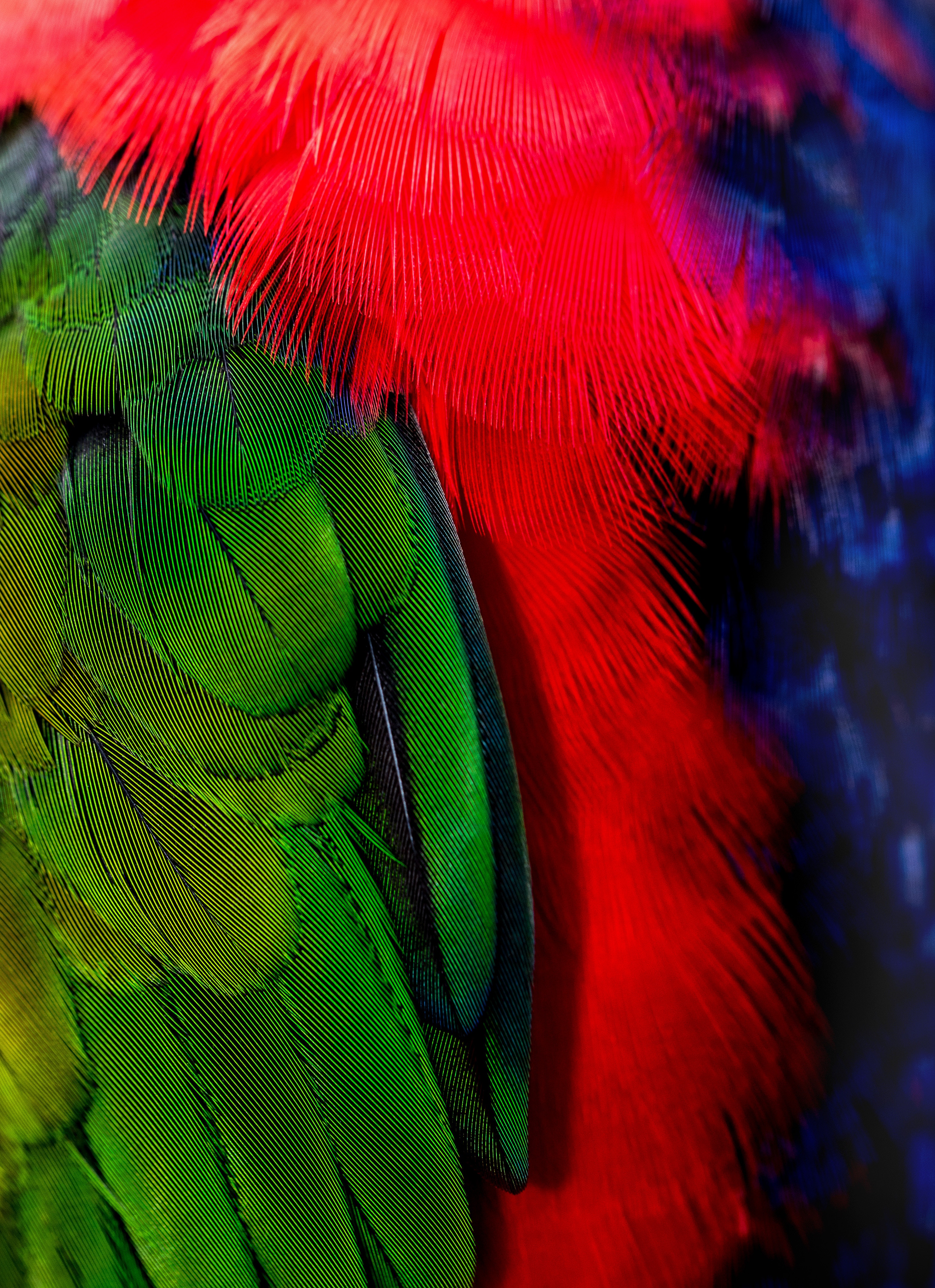 Mobile Wallpaper Feather green, textures, texture, red