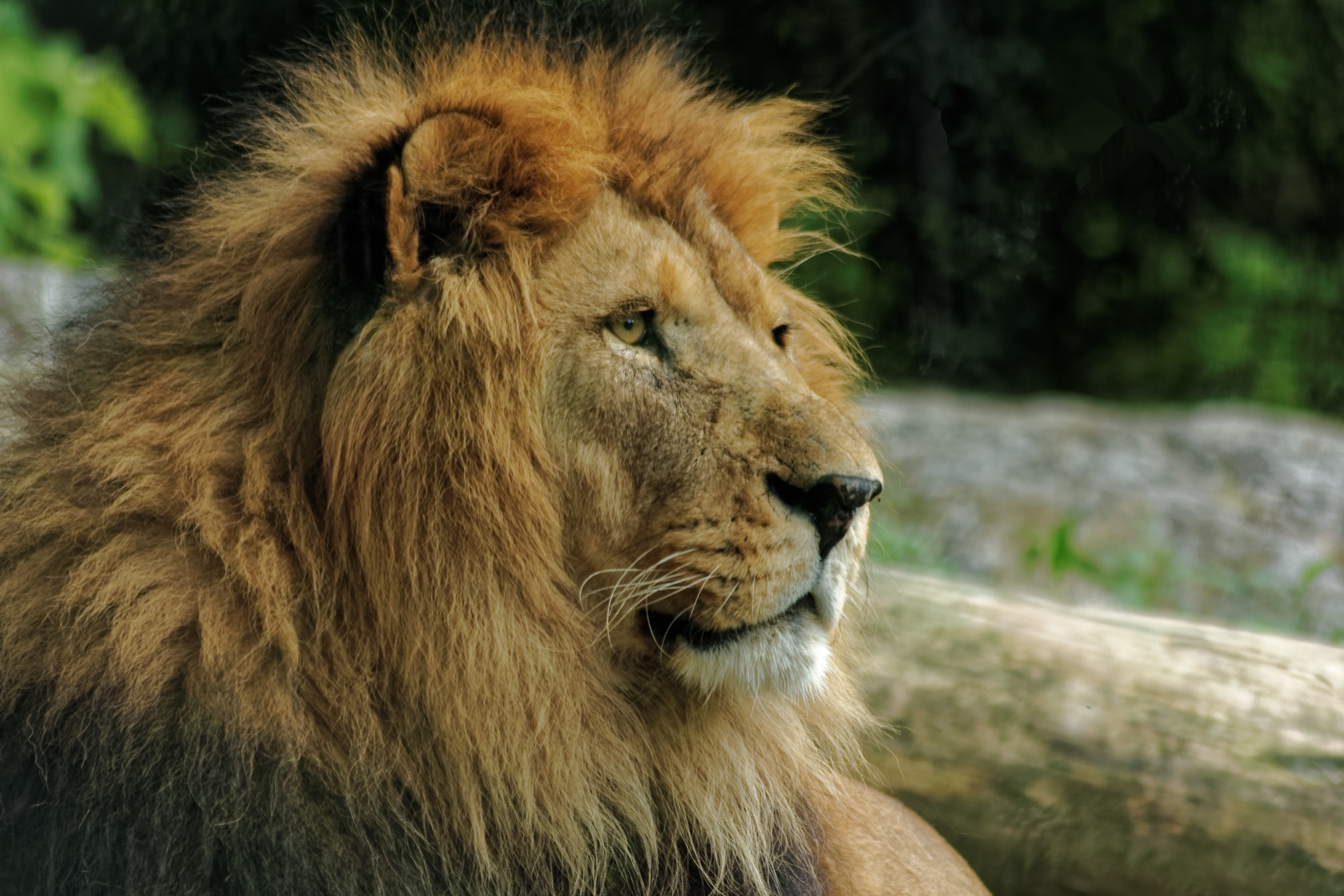 136206 baixar papel de parede animais, leão, focinho, um leão, predator, predador, juba - protetores de tela e imagens gratuitamente