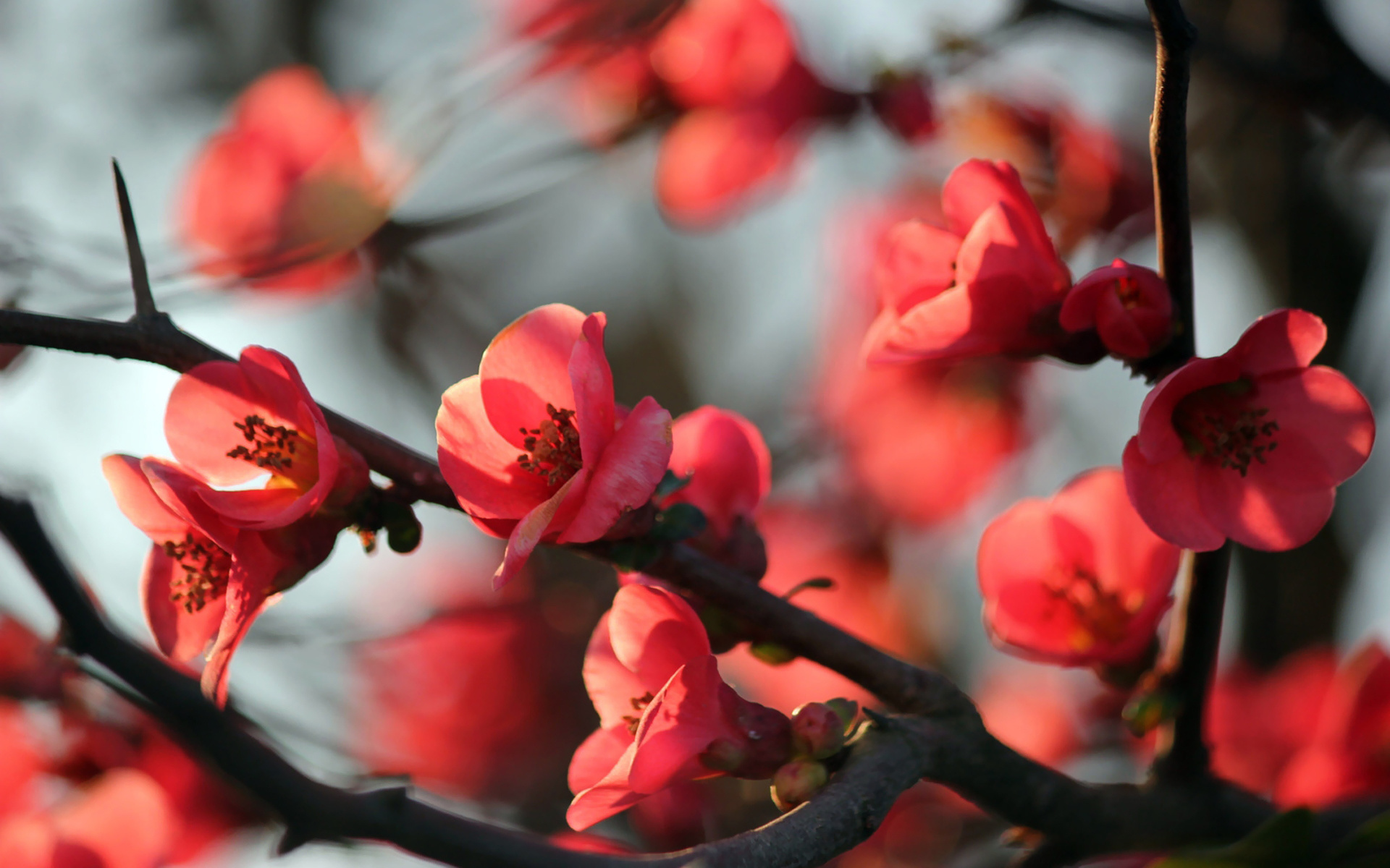 Лучшие весенние обои на телефон. Черри блоссом цветок. Красная Сакура. Сакура айва красная. Цветущее дерево.