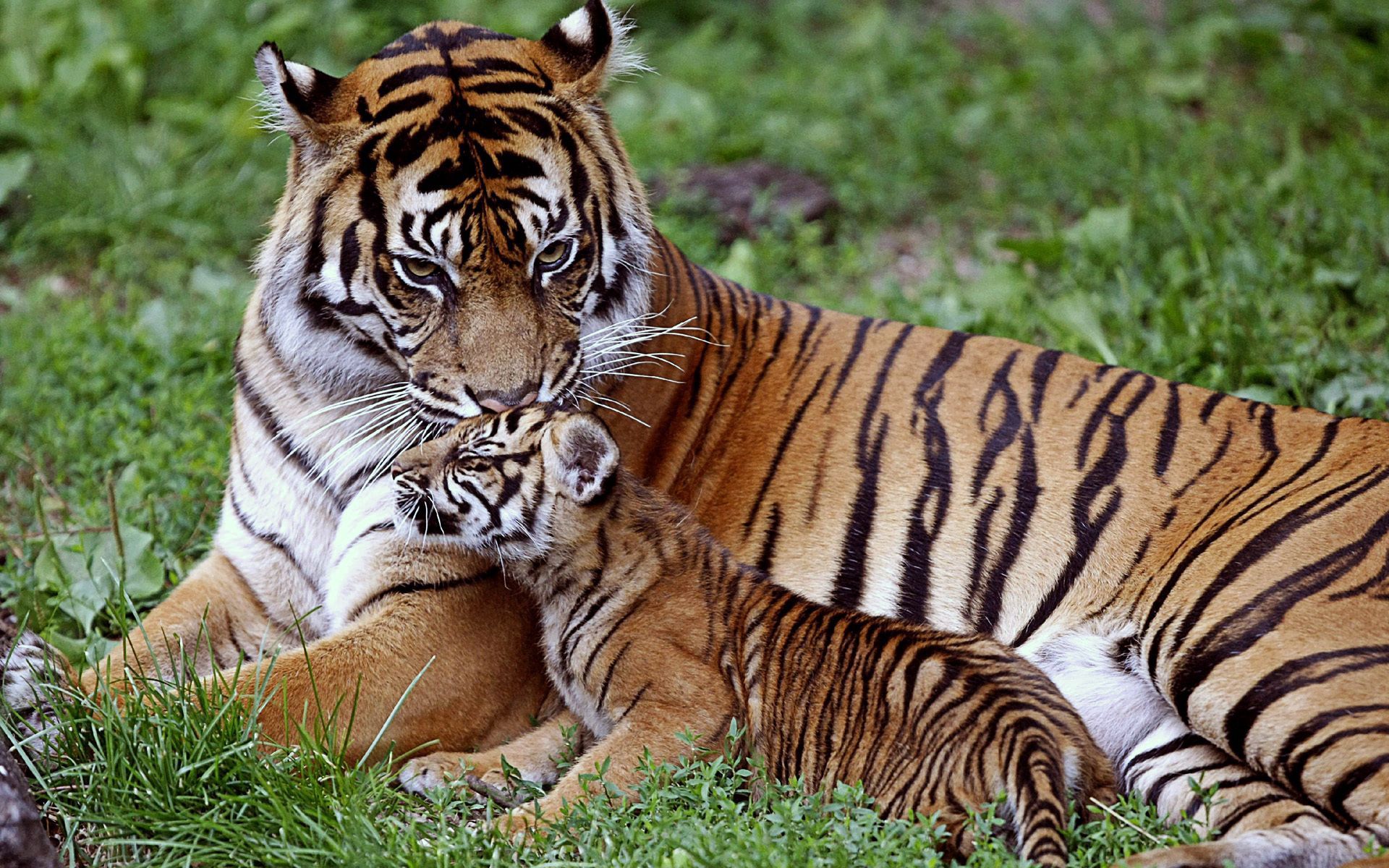 64398 скачать обои большая кошка, тигр, тигренок, хищник, семья, забота, животные, лежать, детеныш - заставки и картинки бесплатно