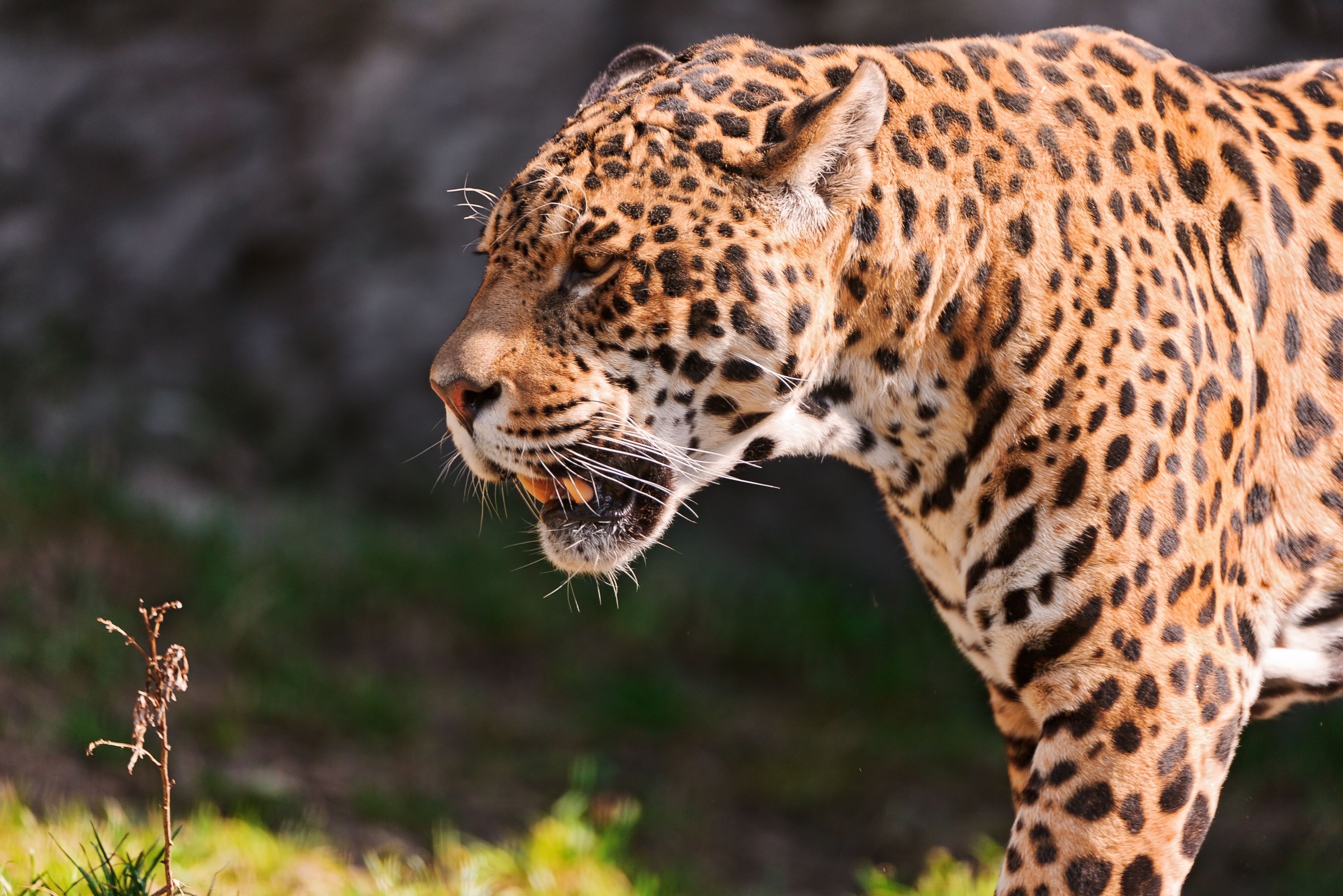 73267 Bild herunterladen tiere, grass, jaguar, grin, grinsen, schnauze, raubtier, predator - Hintergrundbilder und Bildschirmschoner kostenlos