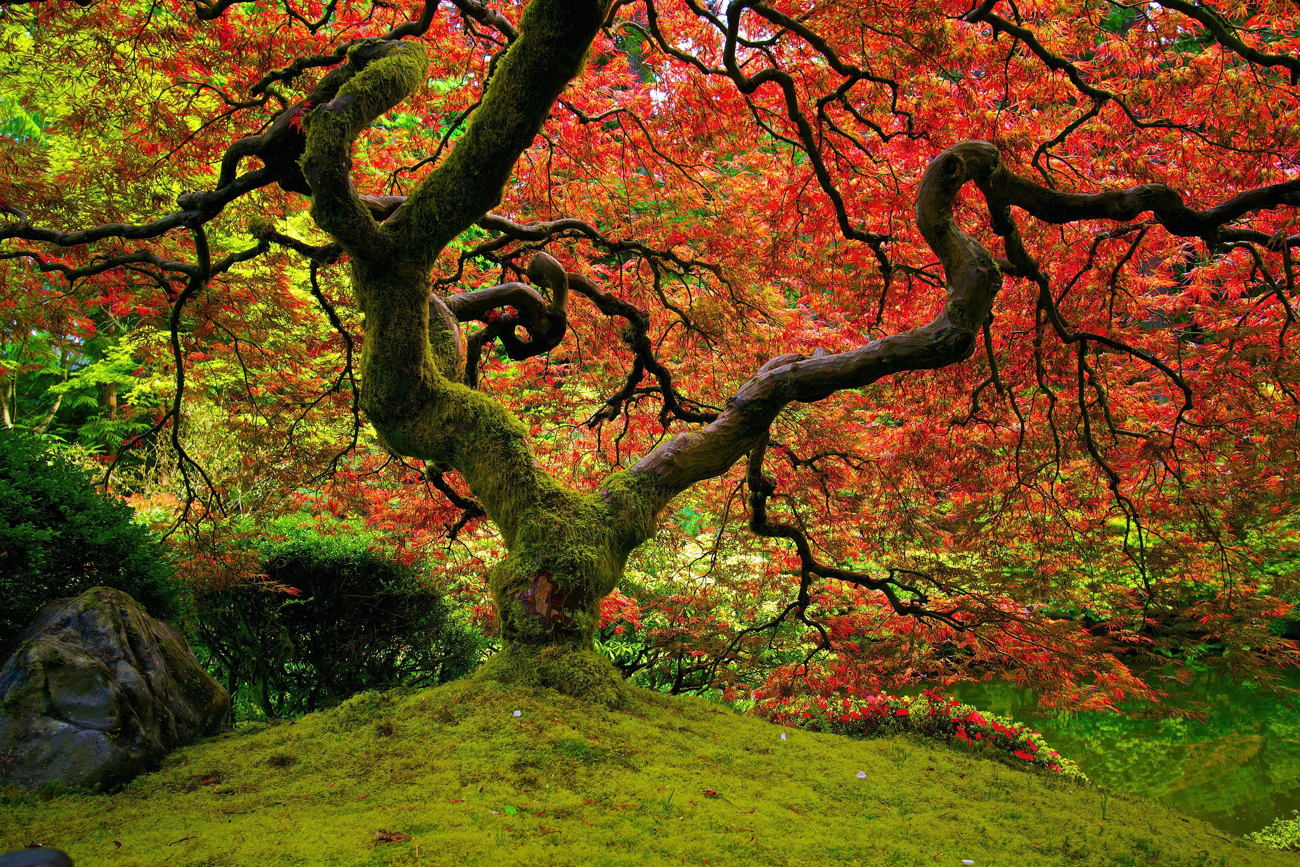 Free HD bright, nature, sinuous, color, wood, tree, crown, krone, colors, moss, twisted