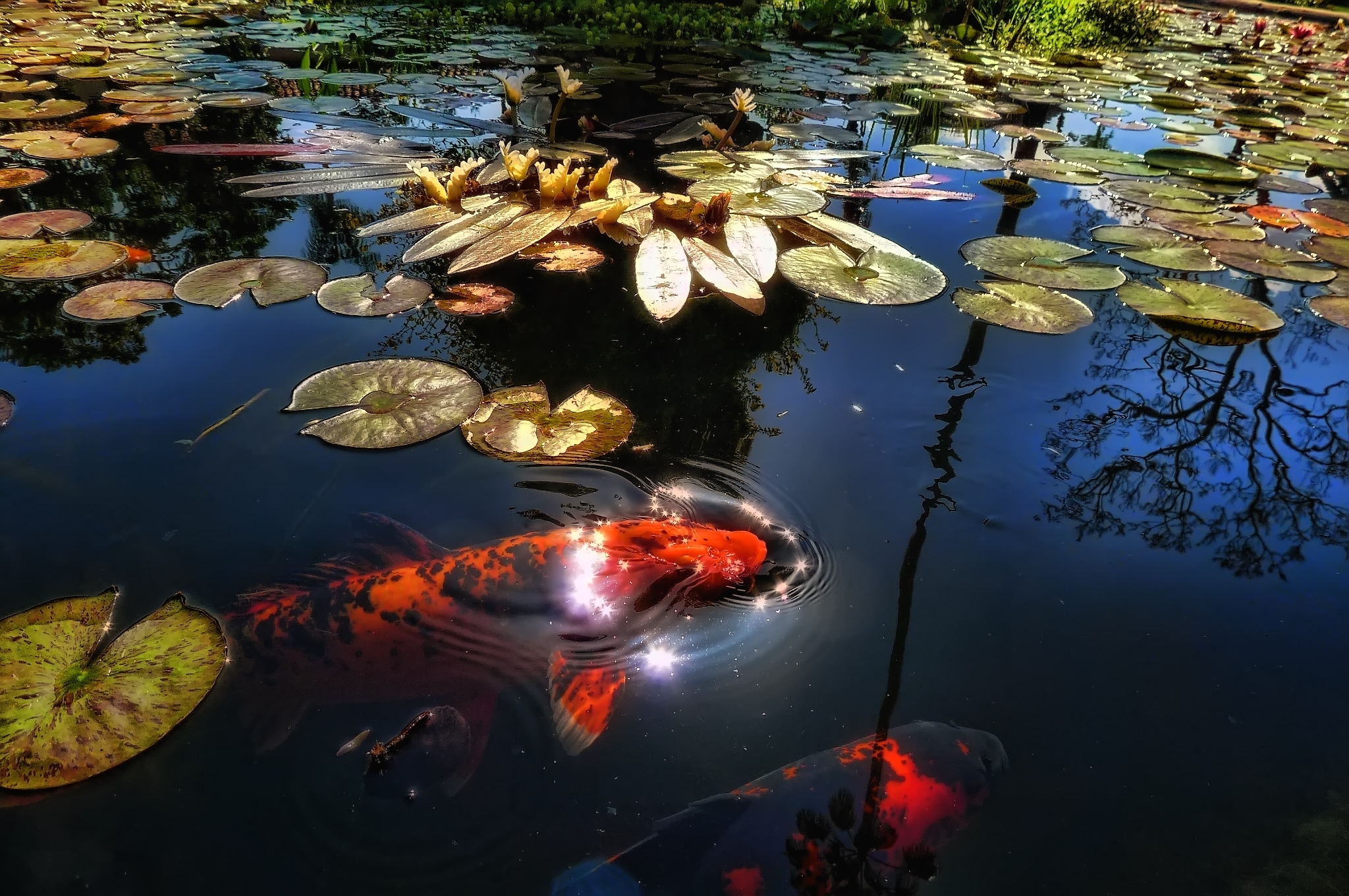 118848 Screensavers and Wallpapers Water Lilies for phone. Download fish, animals, leaves, water lilies, lake, reflection, pond, sunlight pictures for free