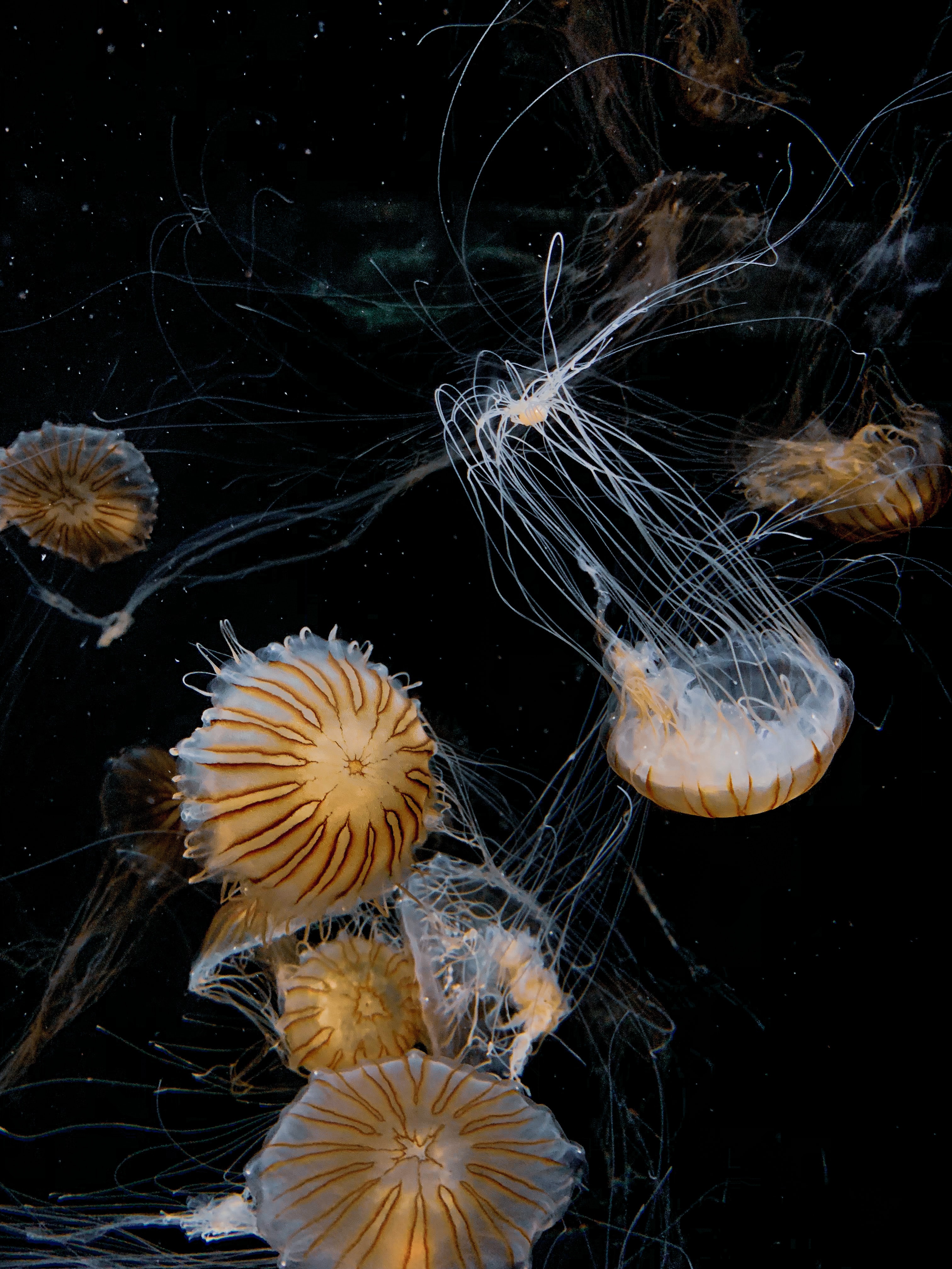 wallpapers animals, jellyfish, black, tentacle, handsomely, it's beautiful