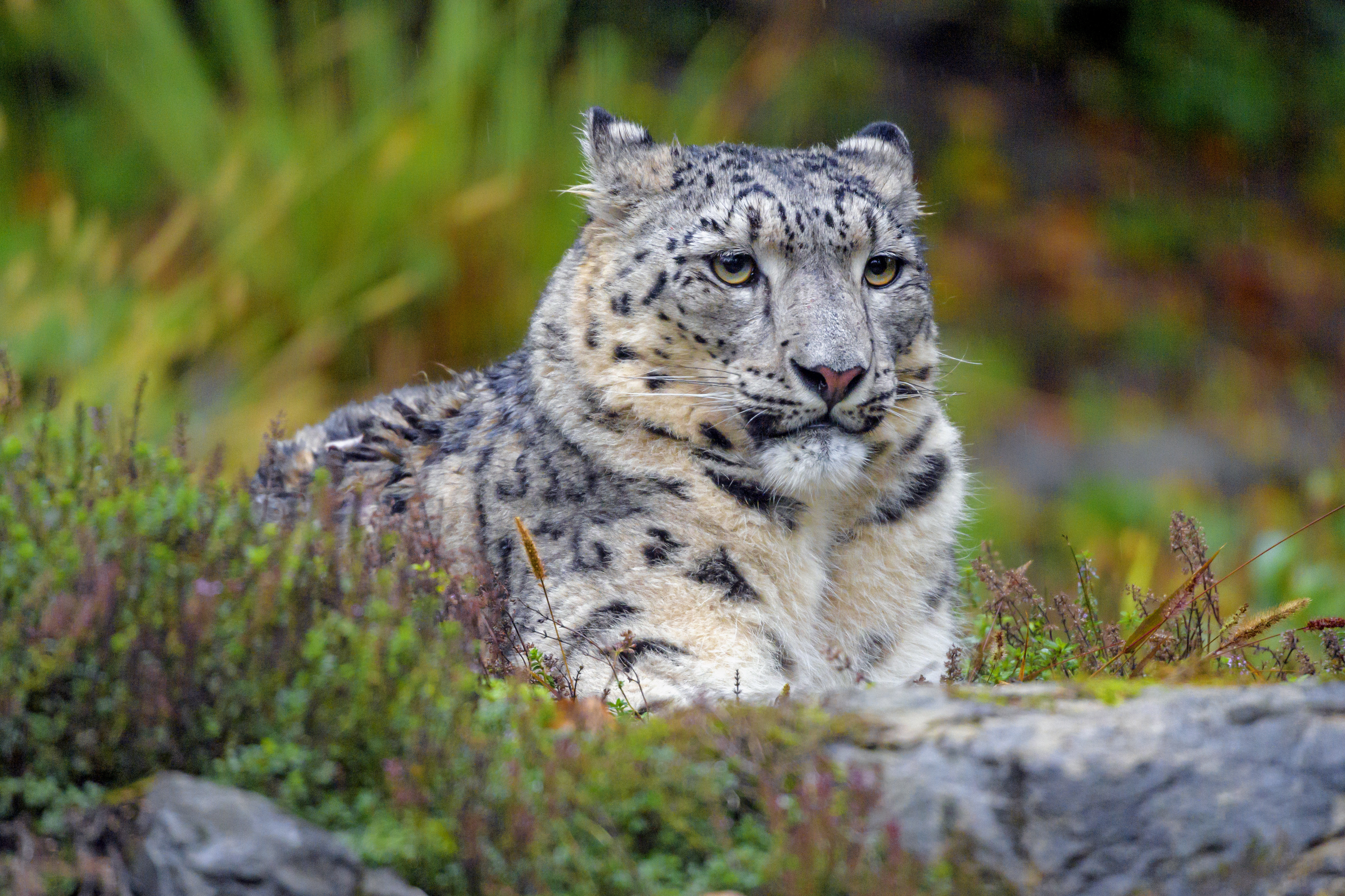 85104 Screensavers and Wallpapers Snow Leopard for phone. Download animals, snow leopard, predator, big cat, stains, spots, sight, opinion pictures for free