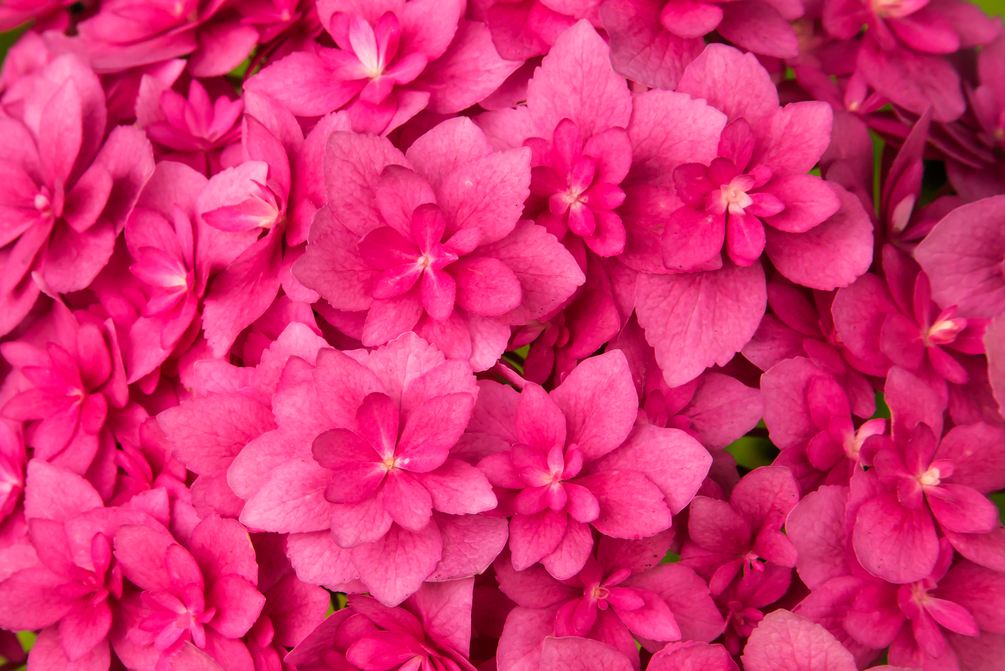 leaves, flowers, pink, plant