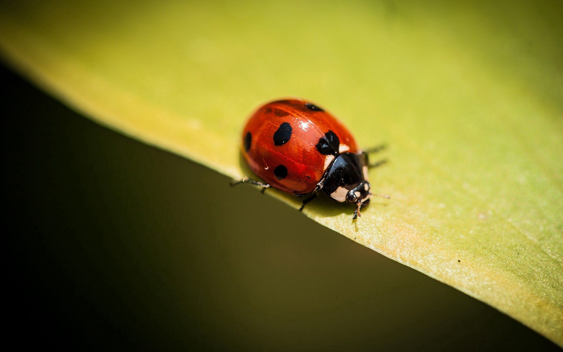 Phone Wallpaper plant, insect, ladybird, sheet