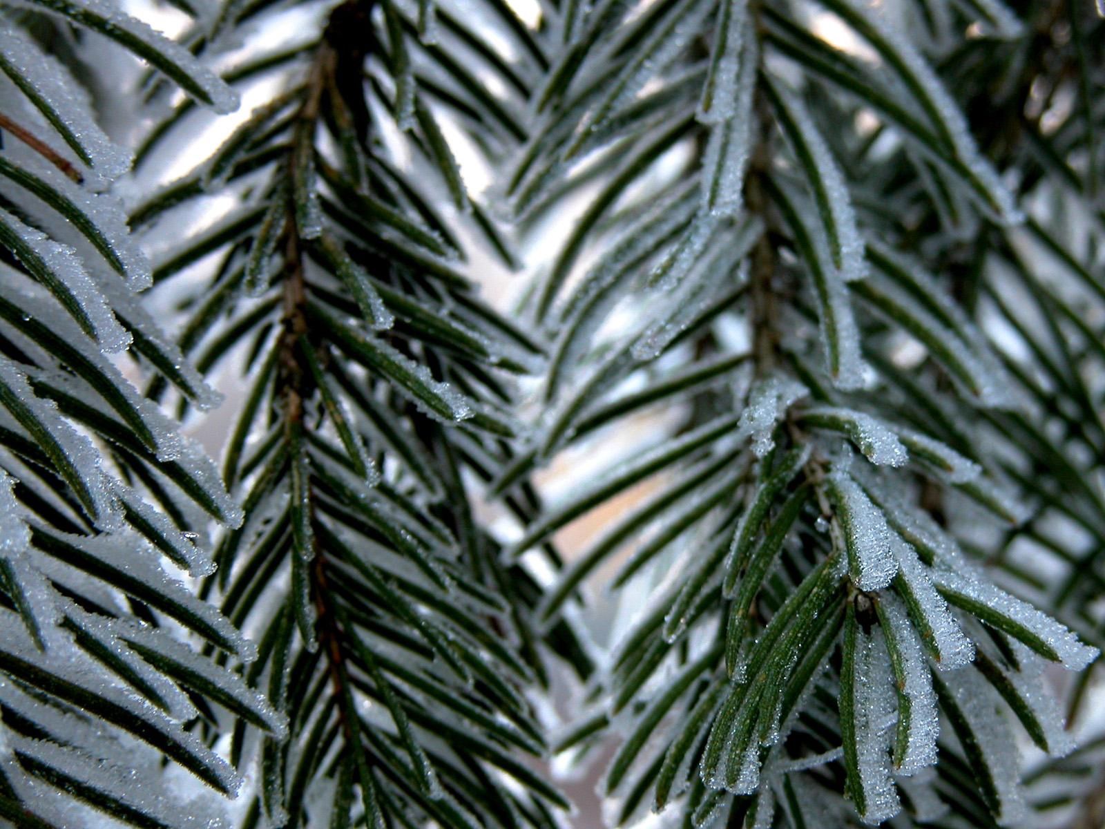 spruce, needle, fir, nature Free HD pic