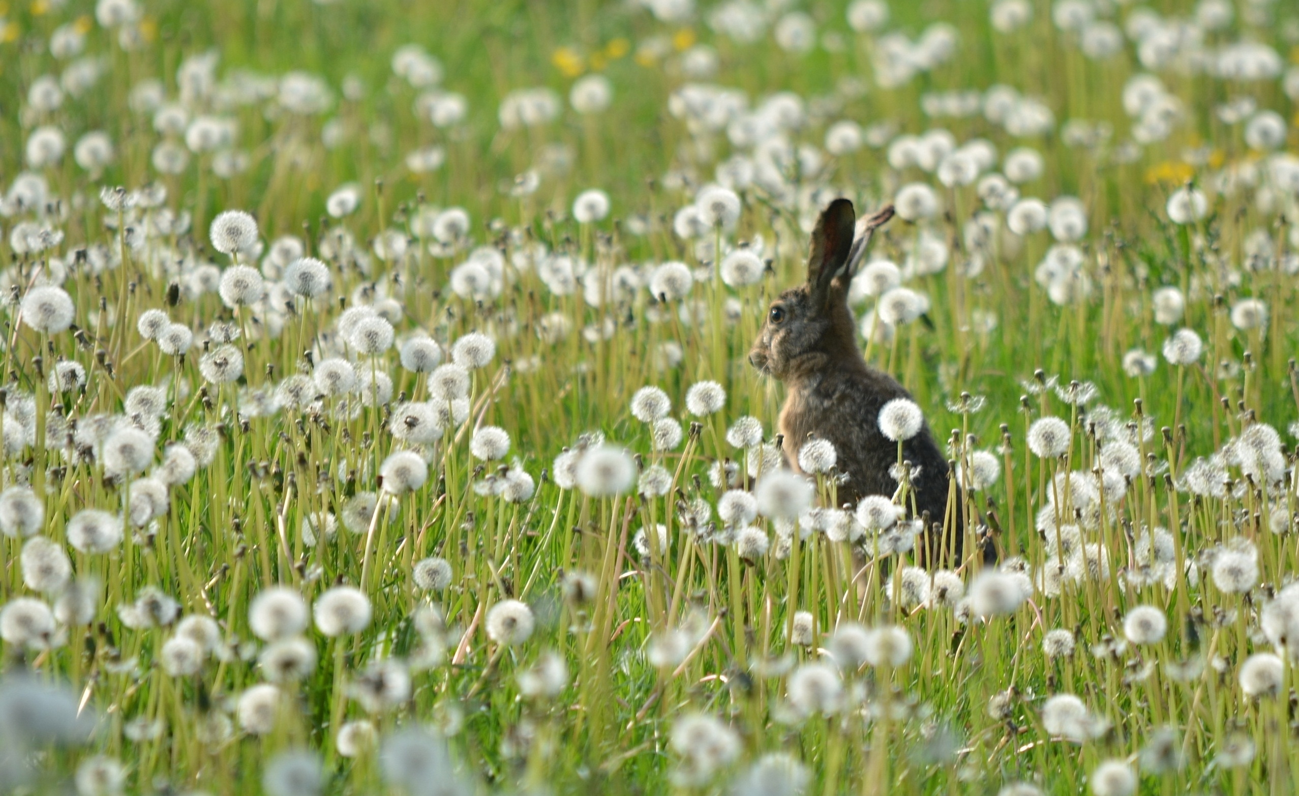 hare, animals, field, grass Dandelions Tablet Wallpapers