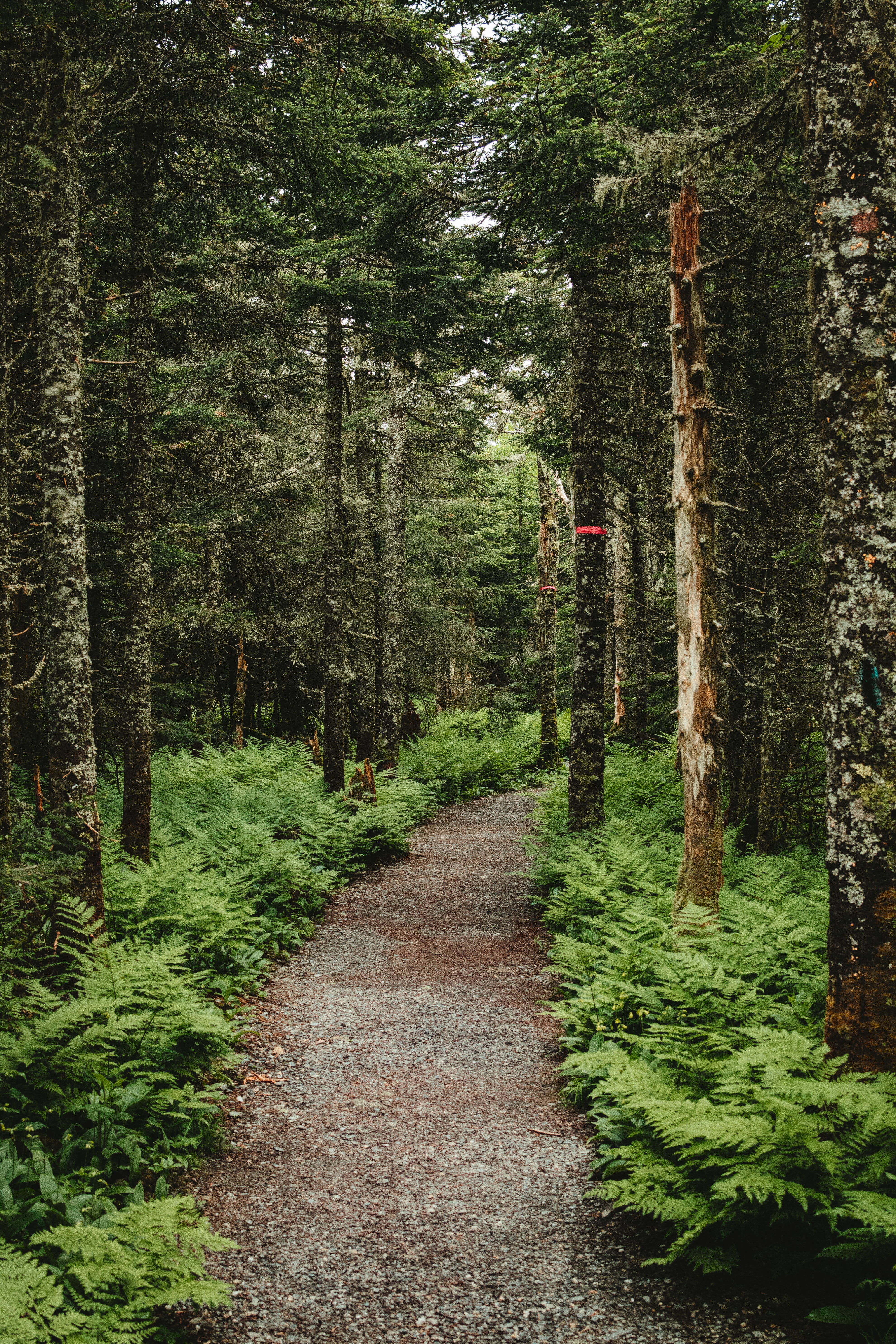 trees, path, forest, nature Fern HQ Background Images