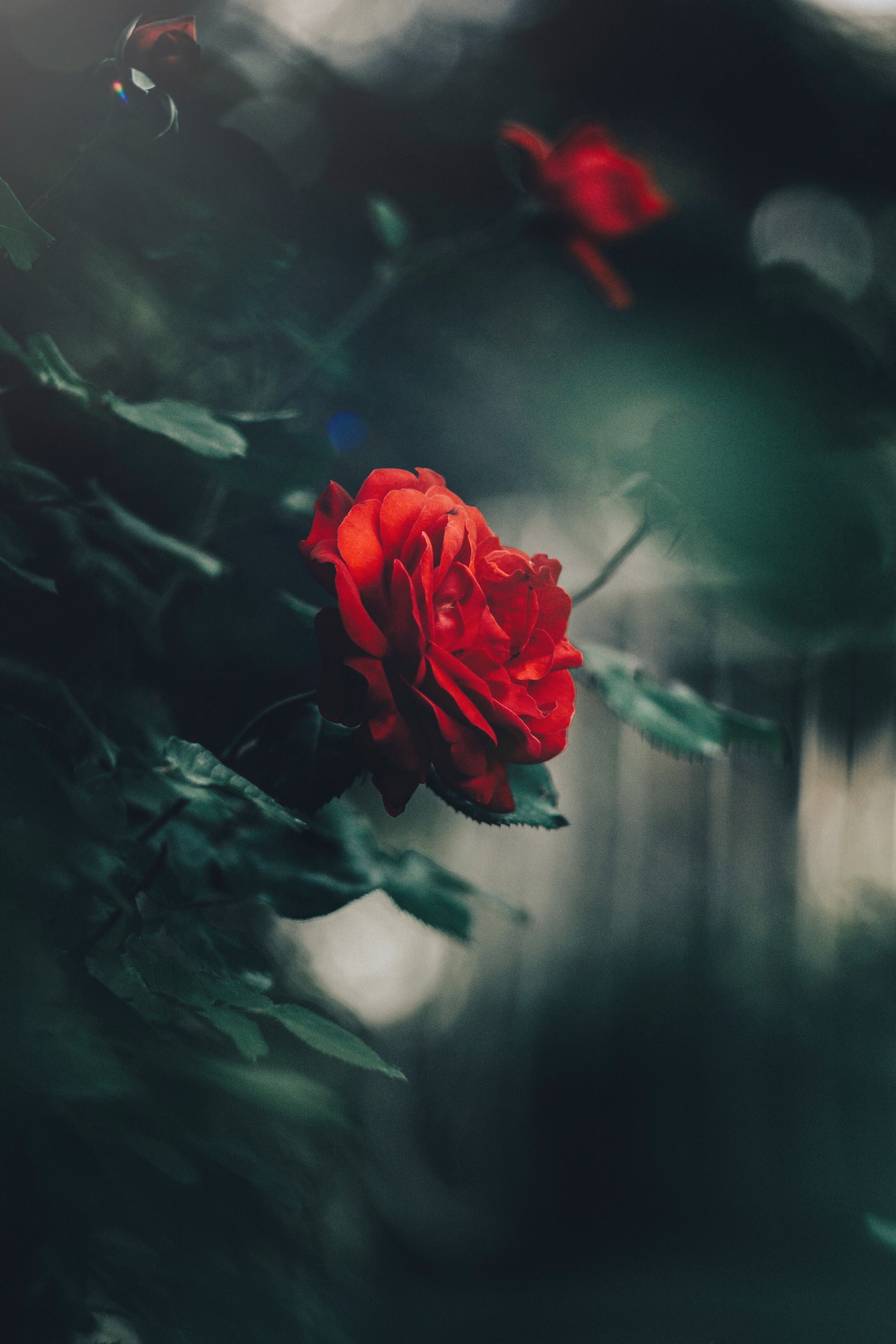 144901 download wallpaper blur, flowers, bush, red, rose flower, rose, bud, smooth, garden screensavers and pictures for free