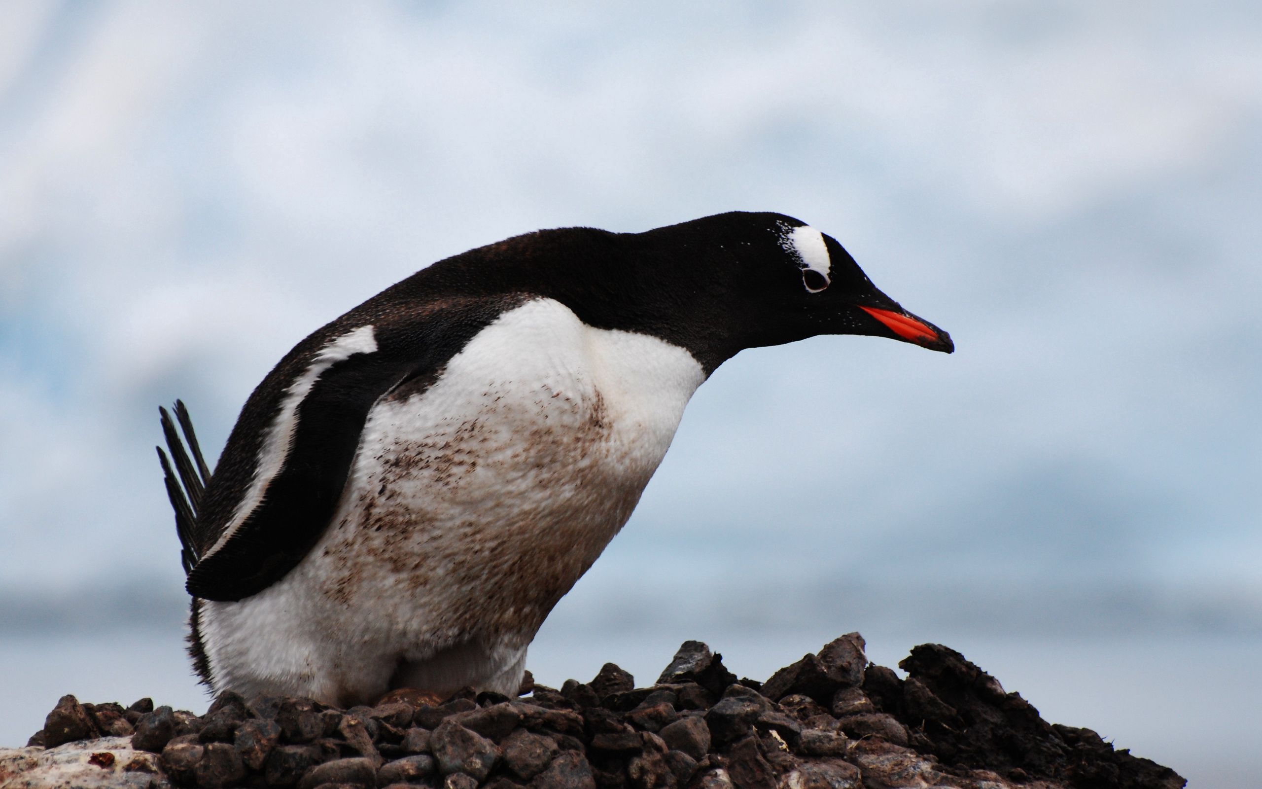 135907 Bildschirmschoner und Hintergrundbilder Pinguin auf Ihrem Telefon. Laden Sie tiere, vogel, schnabel, farbe, pinguin Bilder kostenlos herunter