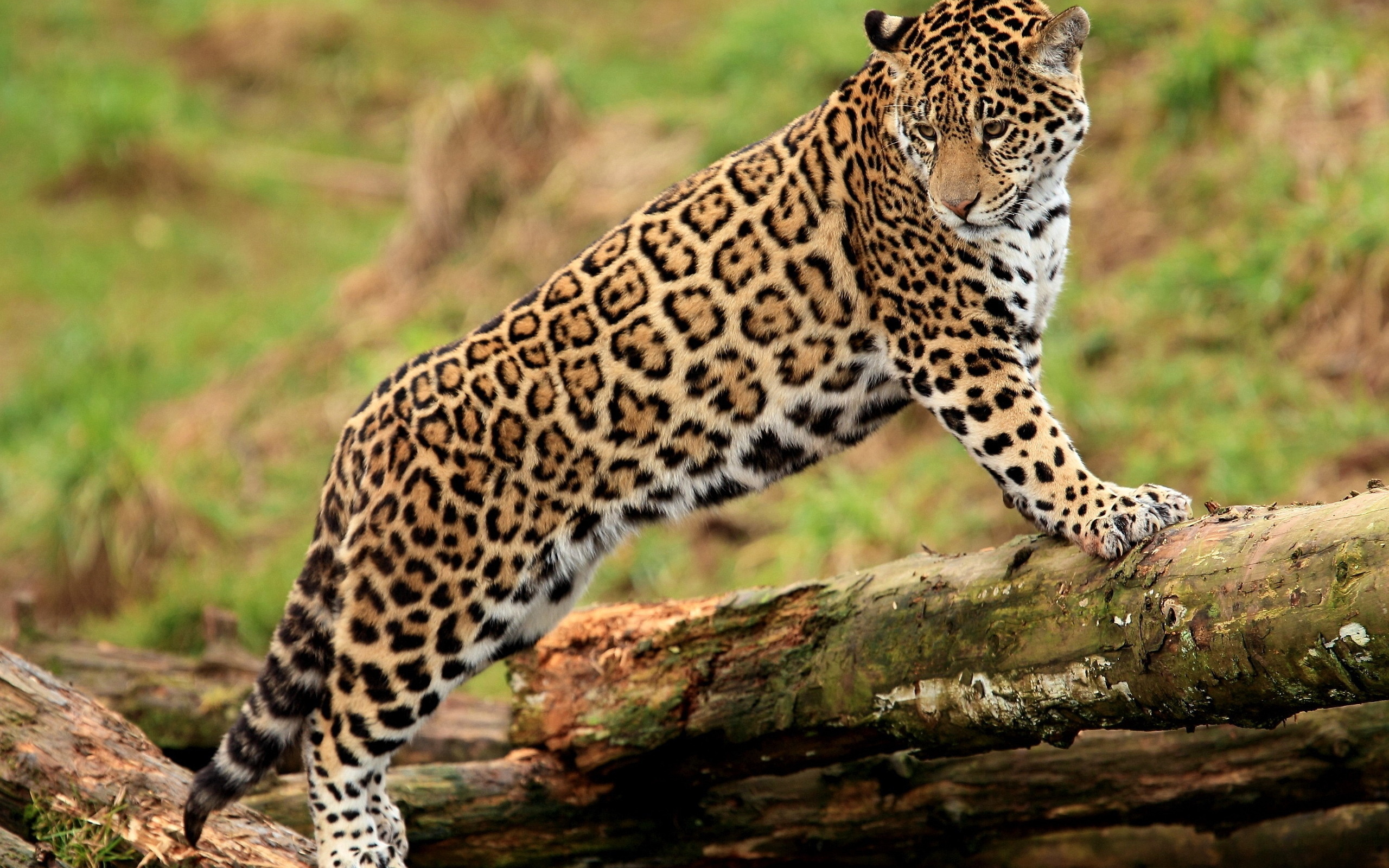 HD desktop wallpaper: Jaguar, Animal download free picture #1454837