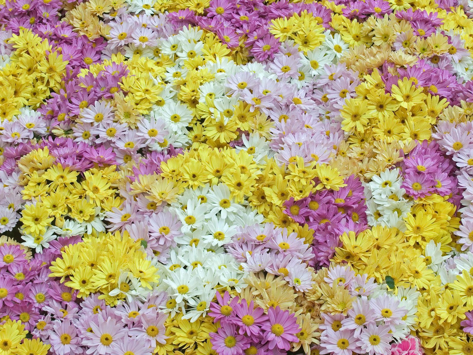 flowers, background, pink, violet, white, yellow, field, daisies UHD
