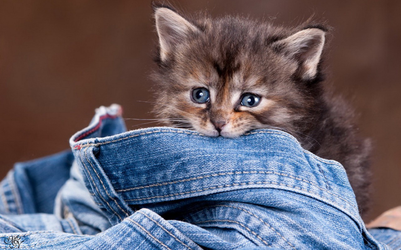 Котенок в джинсах