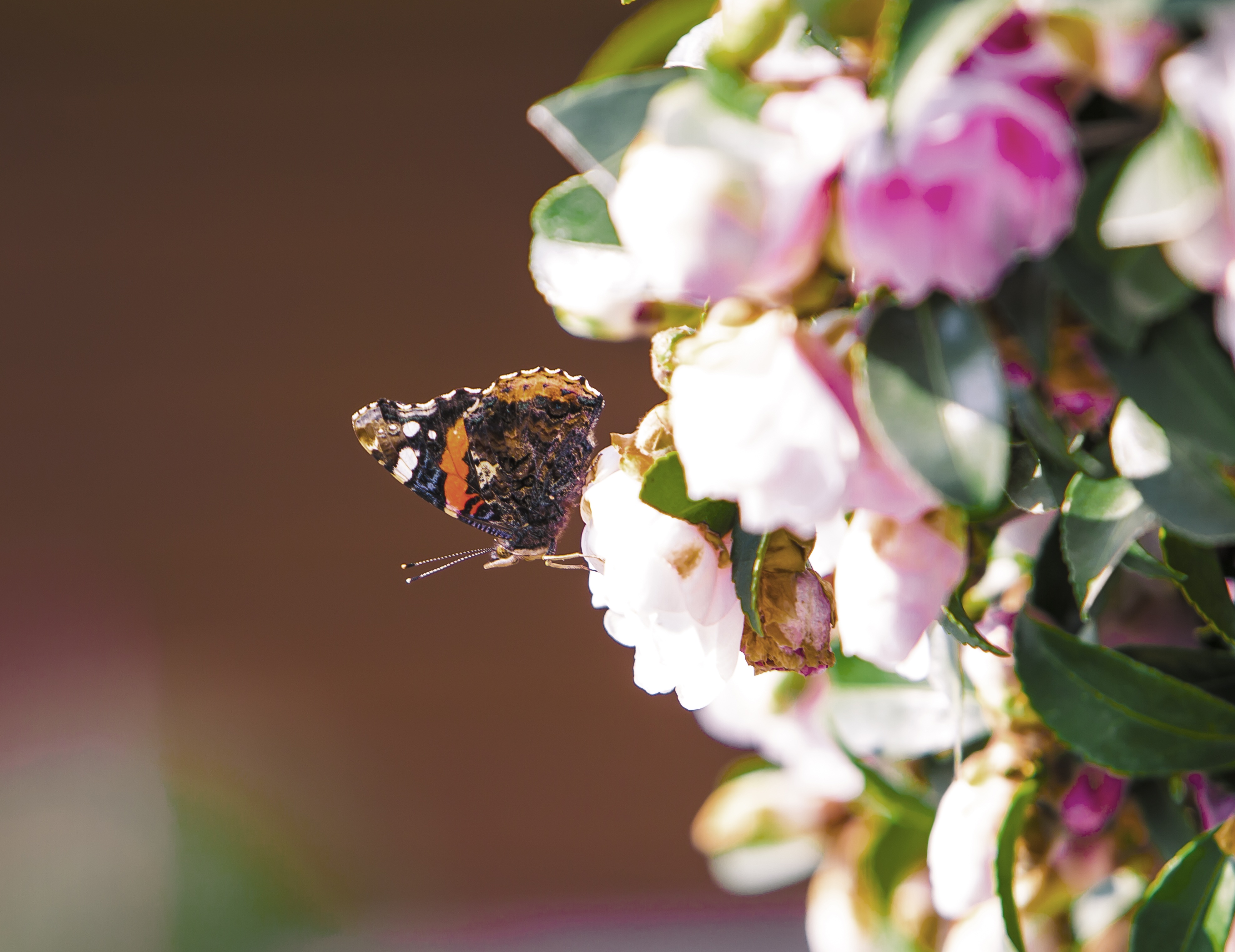 Laden Sie das Blumen, Makro, Insekt, Schmetterling-Bild kostenlos auf Ihren PC-Desktop herunter