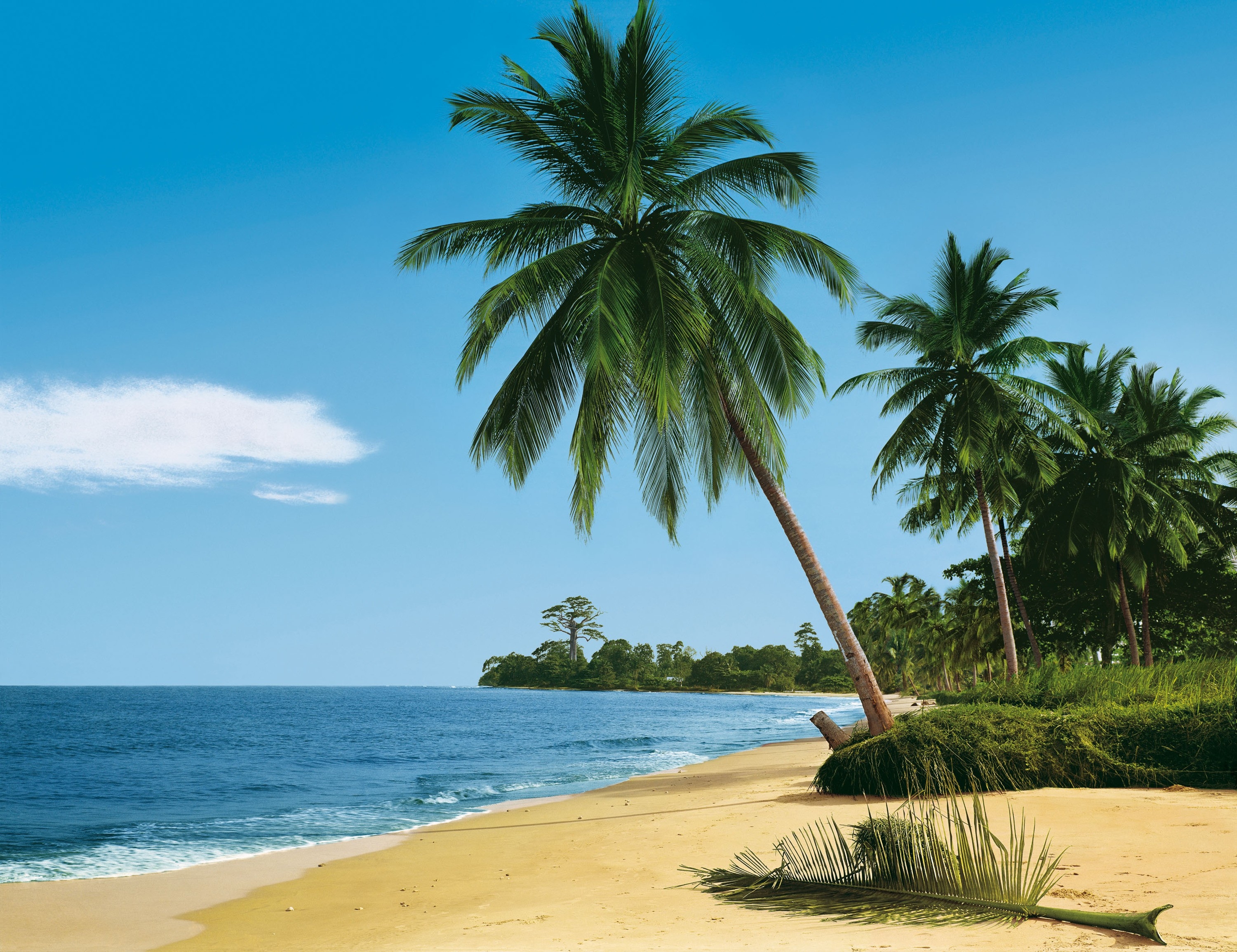 128544 Hintergrundbild herunterladen palms, strand, sommer, natur, sea, sand, tropen - Bildschirmschoner und Bilder kostenlos