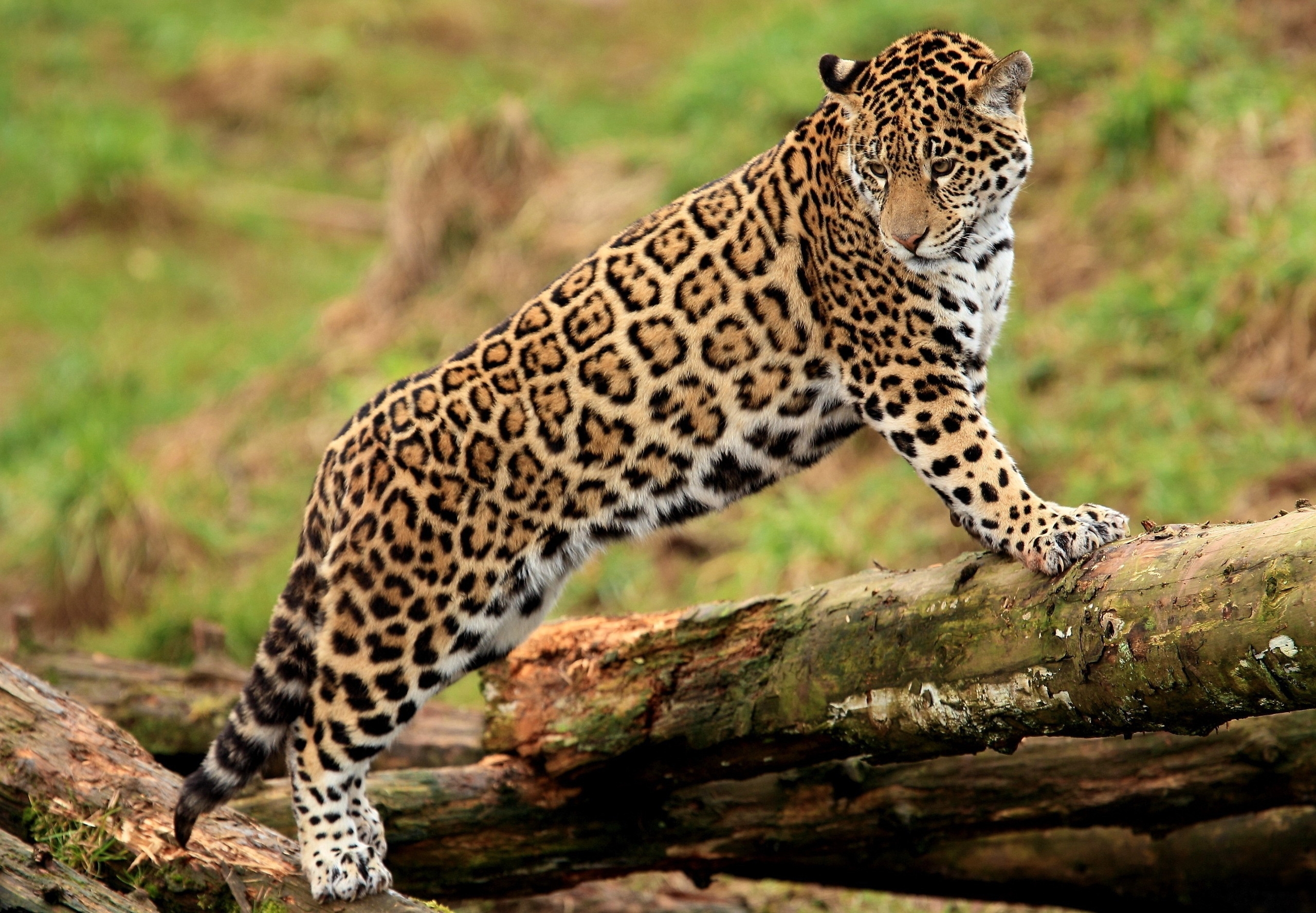 Handy-Wallpaper Tiere, Jaguar, Raubtier, Predator, Große Katze, Big Cat, Log, Protokoll kostenlos herunterladen.