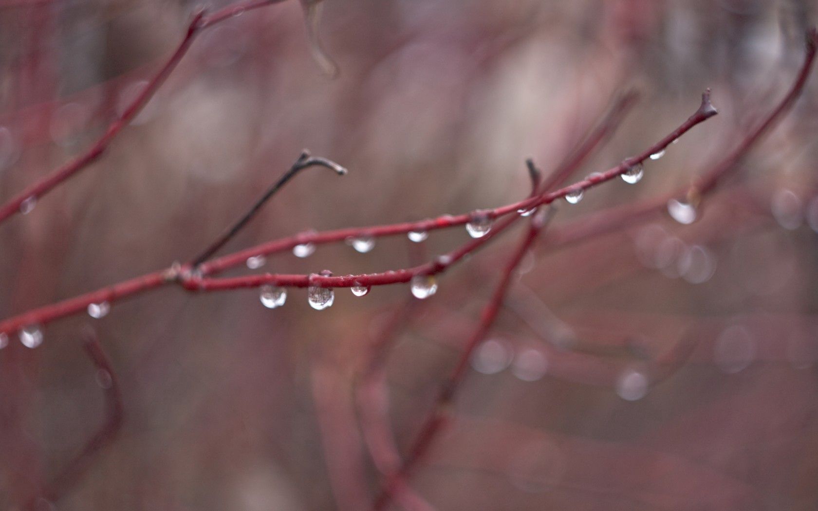 103096 download wallpaper water, autumn, rain, drops, macro, branch screensavers and pictures for free