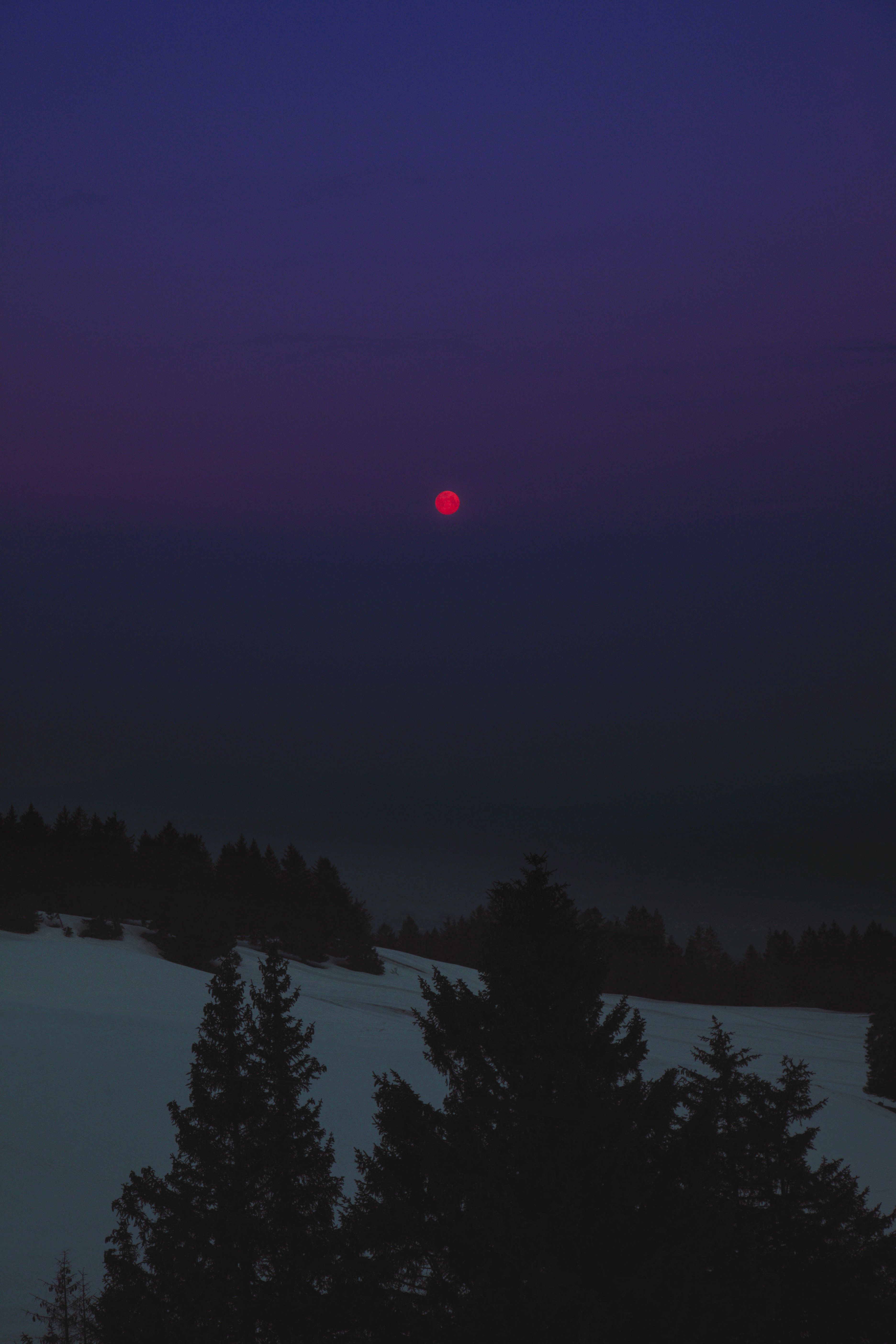 winter, trees, landscape, night, moon, dark 4K