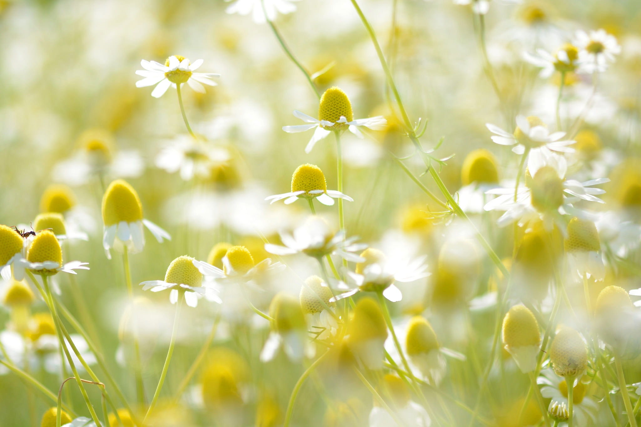chamomile, bokeh, flower, white flower, nature, flowers, earth