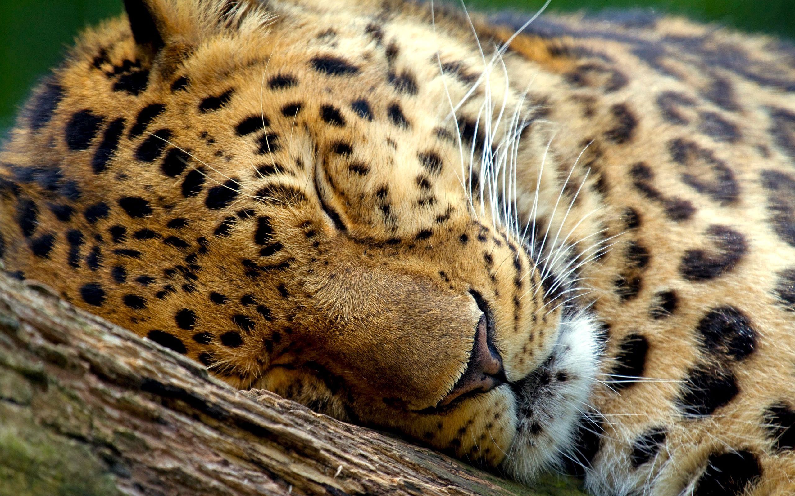 90802 Protetores de tela e papéis de parede Leopardo em seu telefone. Baixe dormir, sonho, fechar-se, close-up fotos gratuitamente