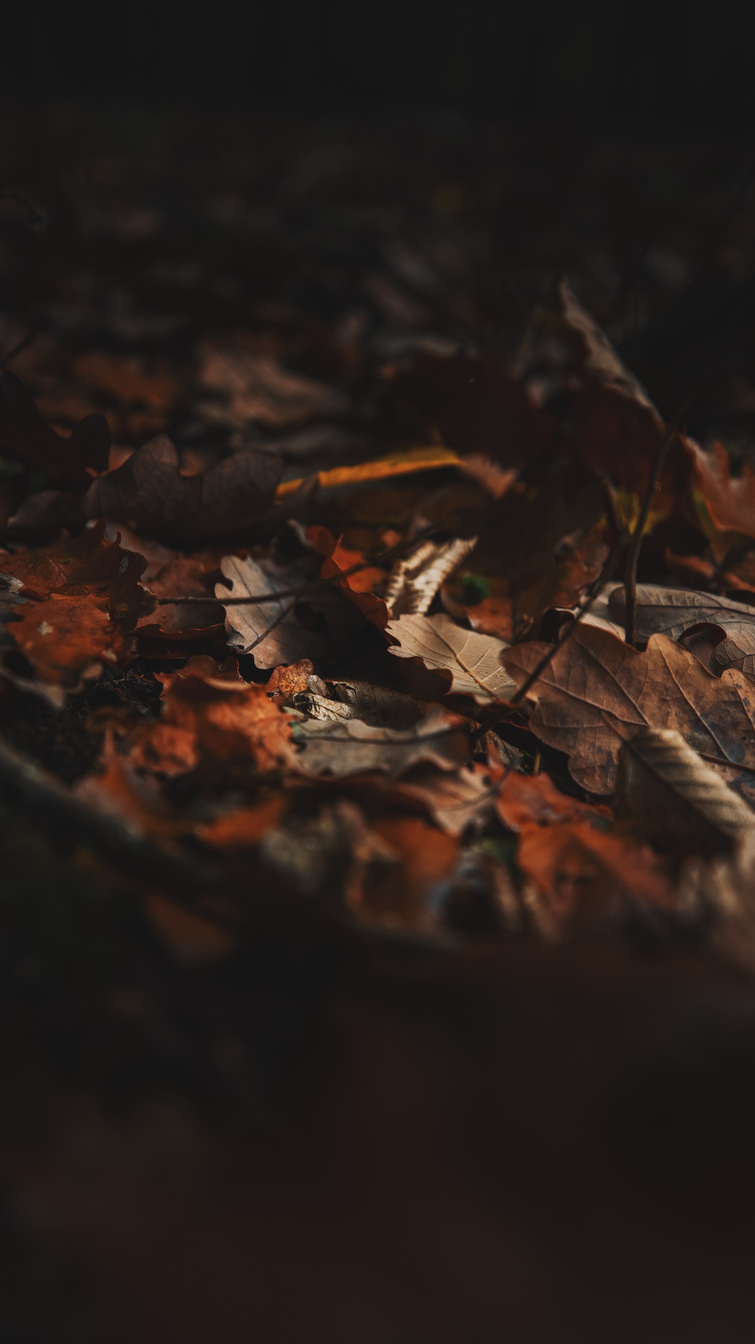 32k Wallpaper Dry fallen leaves, brown, autumn, macro