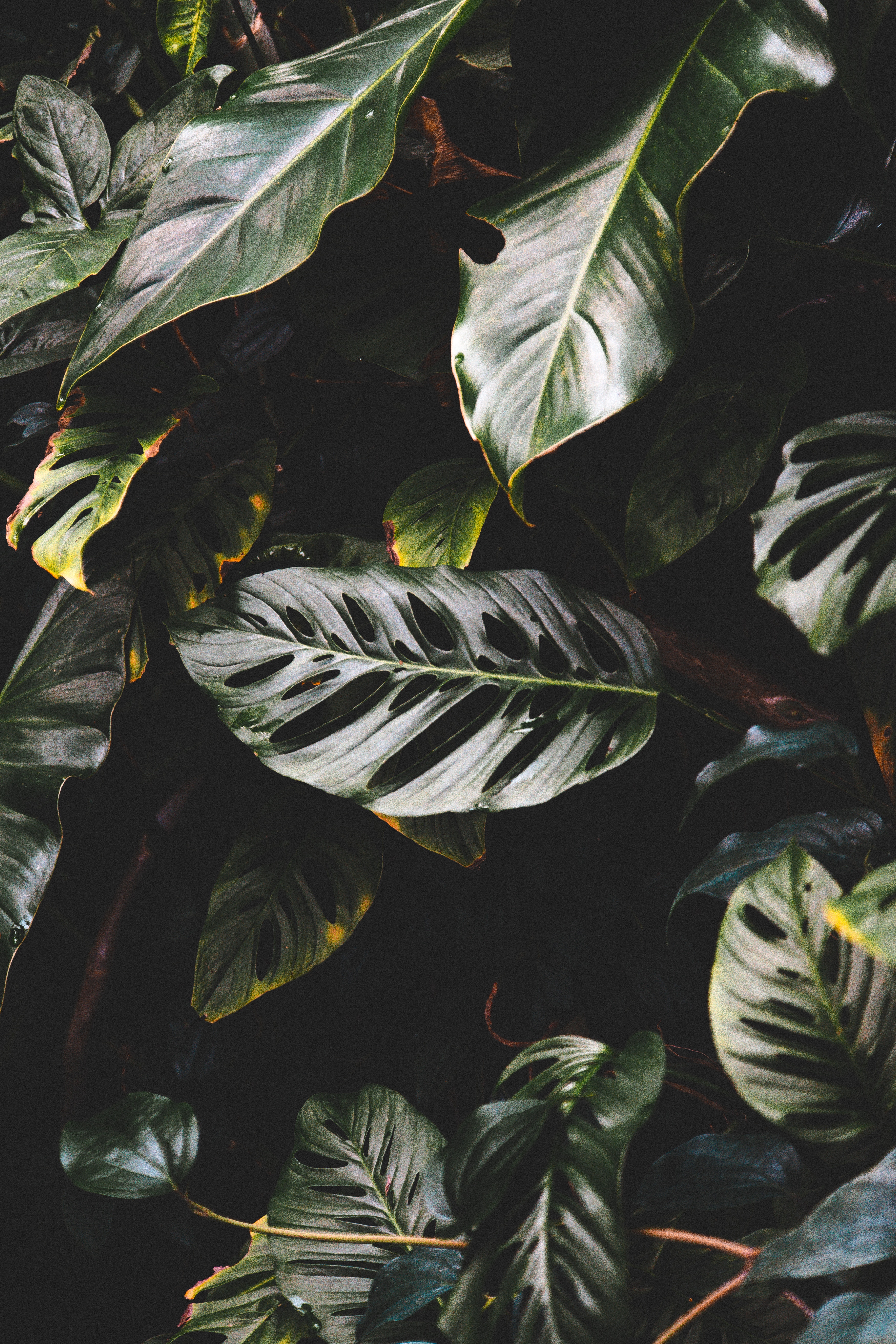 Laden Sie das Blätter, Pflanze, Makro, Dunkel, Tropisch, Tropischen, Exotisch, Glänzend-Bild kostenlos auf Ihren PC-Desktop herunter
