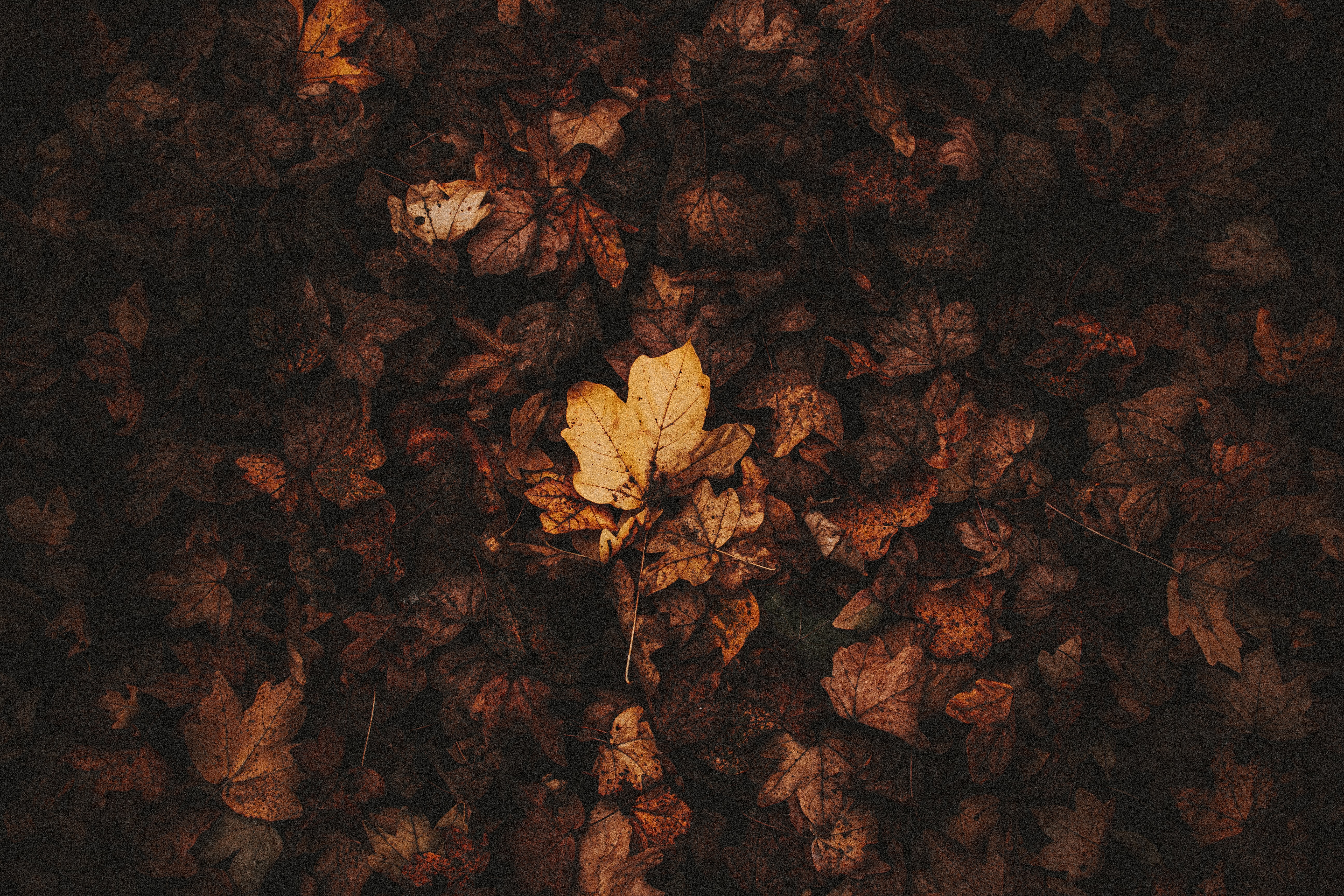 leaves, brown, macro, fallen leaves HD Phone wallpaper