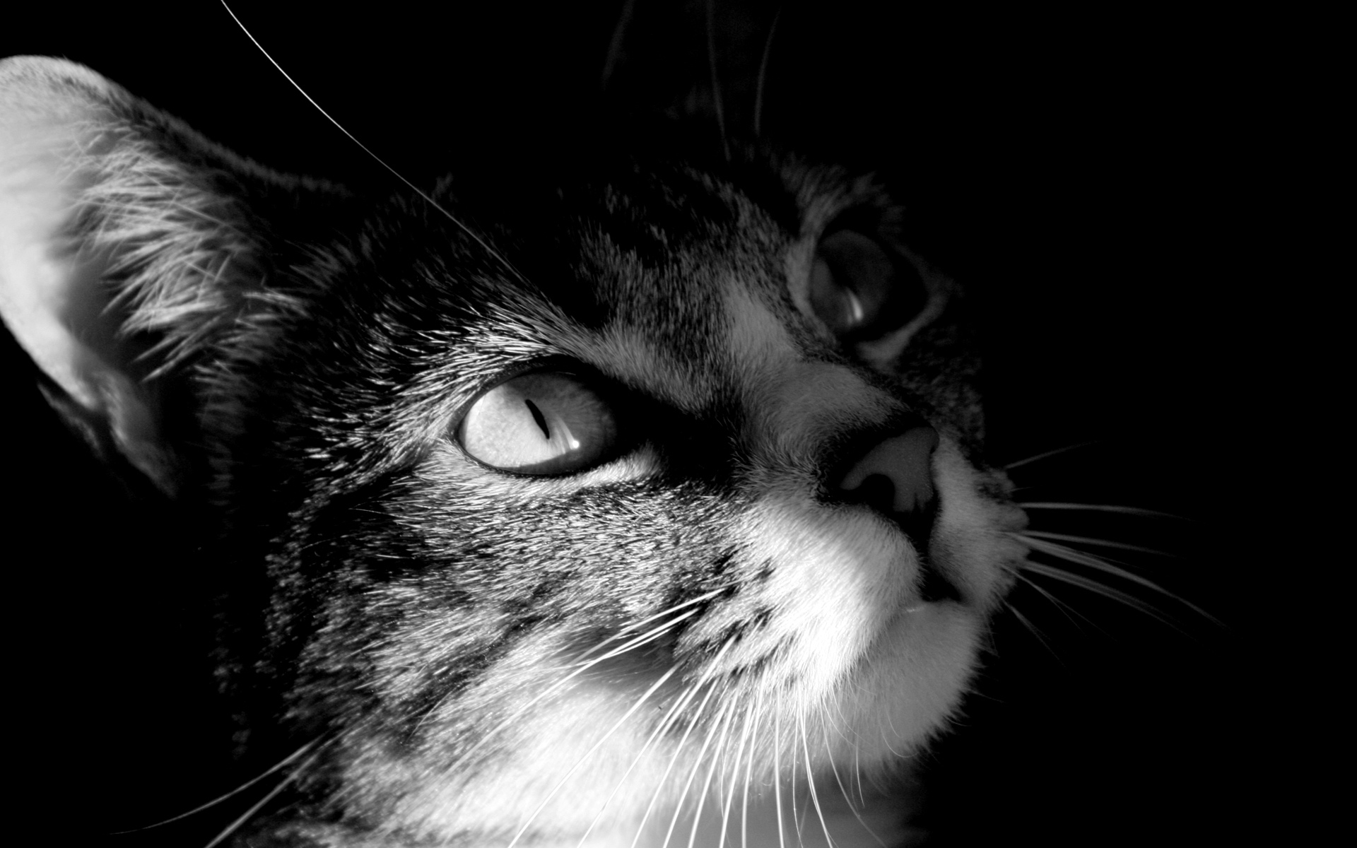 cats, animal, cat, black & white Phone Background