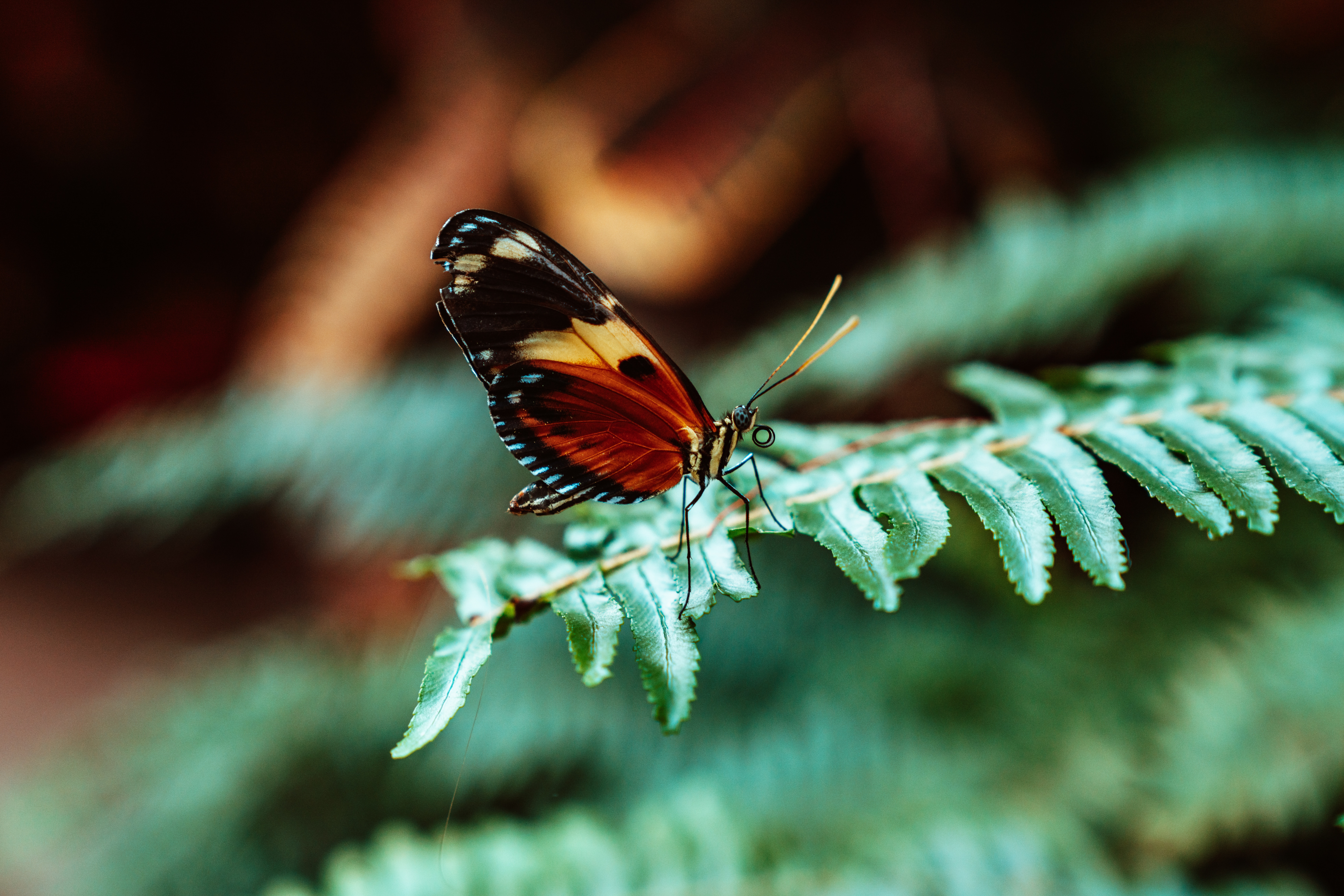 Laden Sie das Blätter, Pflanze, Makro, Farn, Schmetterling-Bild kostenlos auf Ihren PC-Desktop herunter