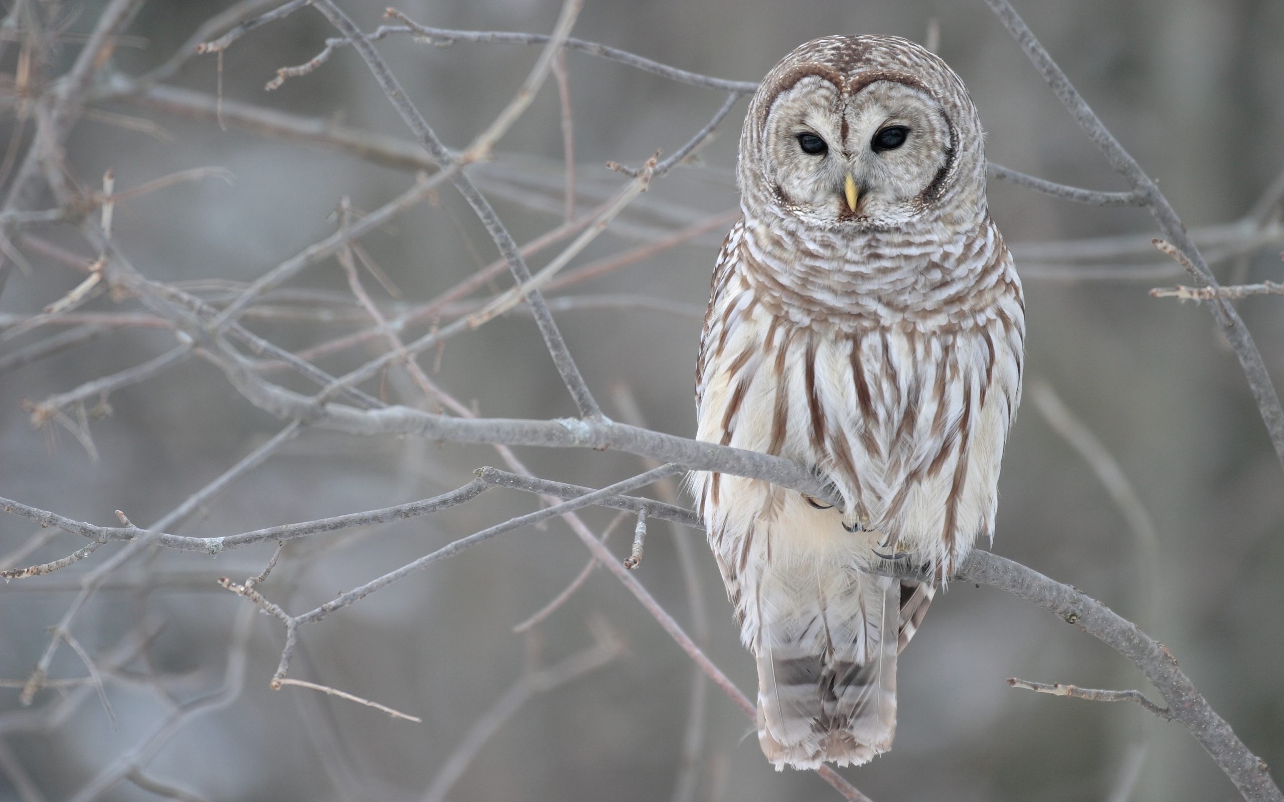 23594 download wallpaper owl, animals, birds, gray screensavers and pictures for free