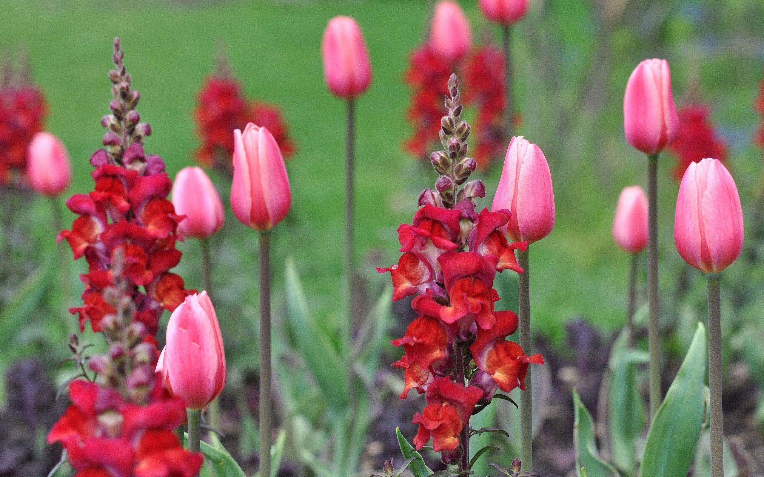 152181 économiseurs d'écran et fonds d'écran Tulipes sur votre téléphone. Téléchargez planter, plante, fleurs, tige images gratuitement