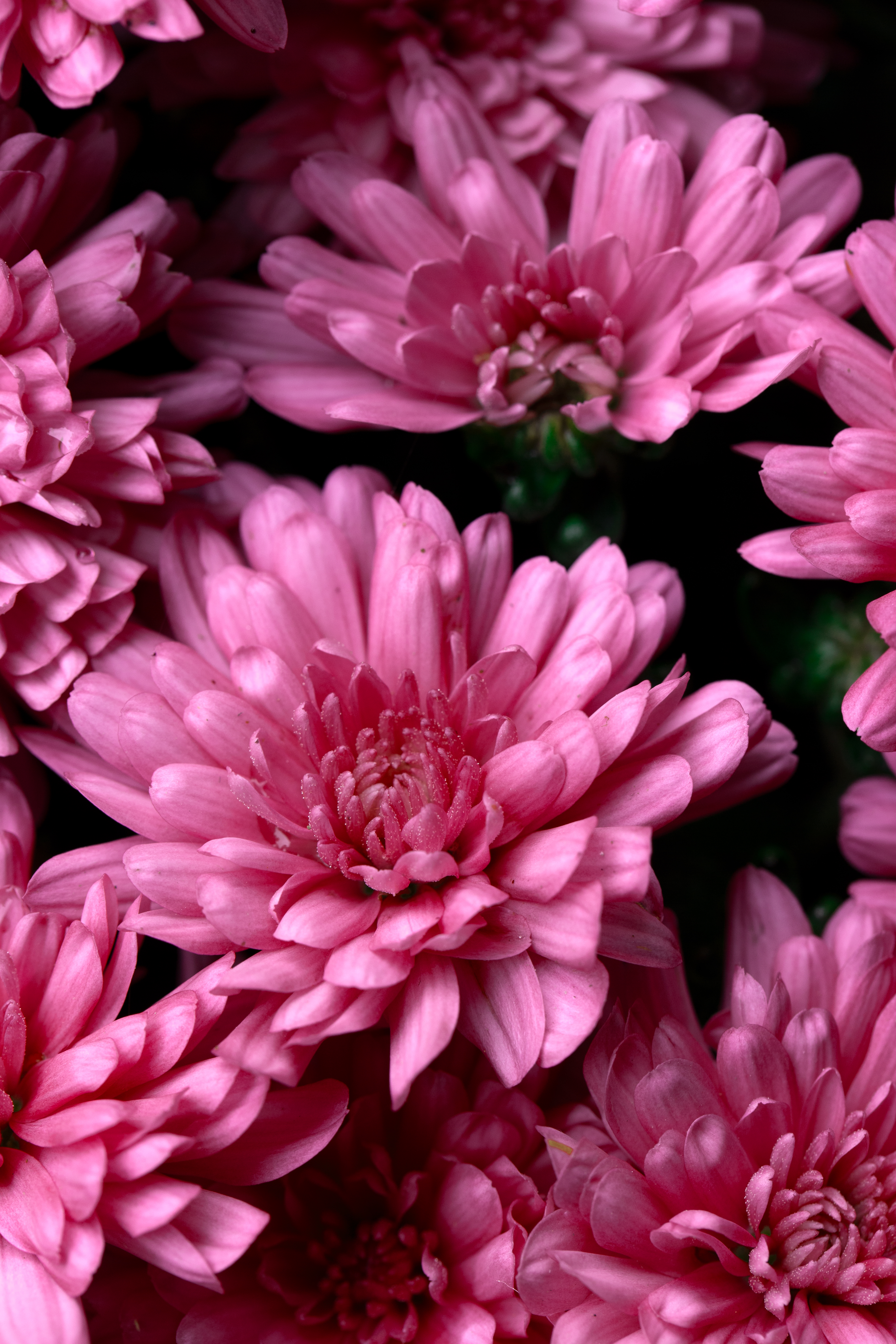 Laden Sie das Blumen, Rosa, Chrysantheme, Nass, Tau-Bild kostenlos auf Ihren PC-Desktop herunter