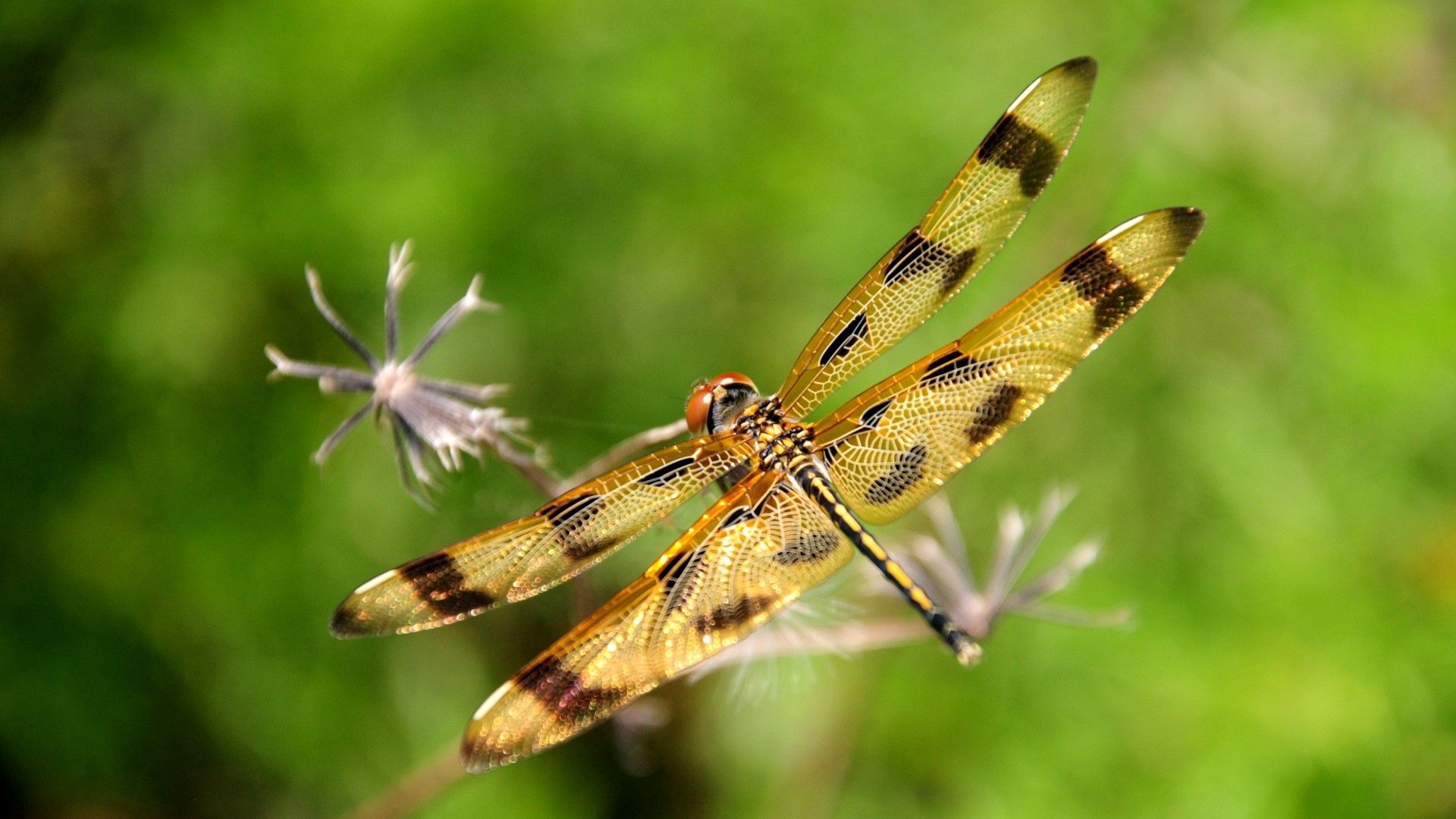 Laden Sie das Grass, Makro, Insekt, Flug, Libelle-Bild kostenlos auf Ihren PC-Desktop herunter